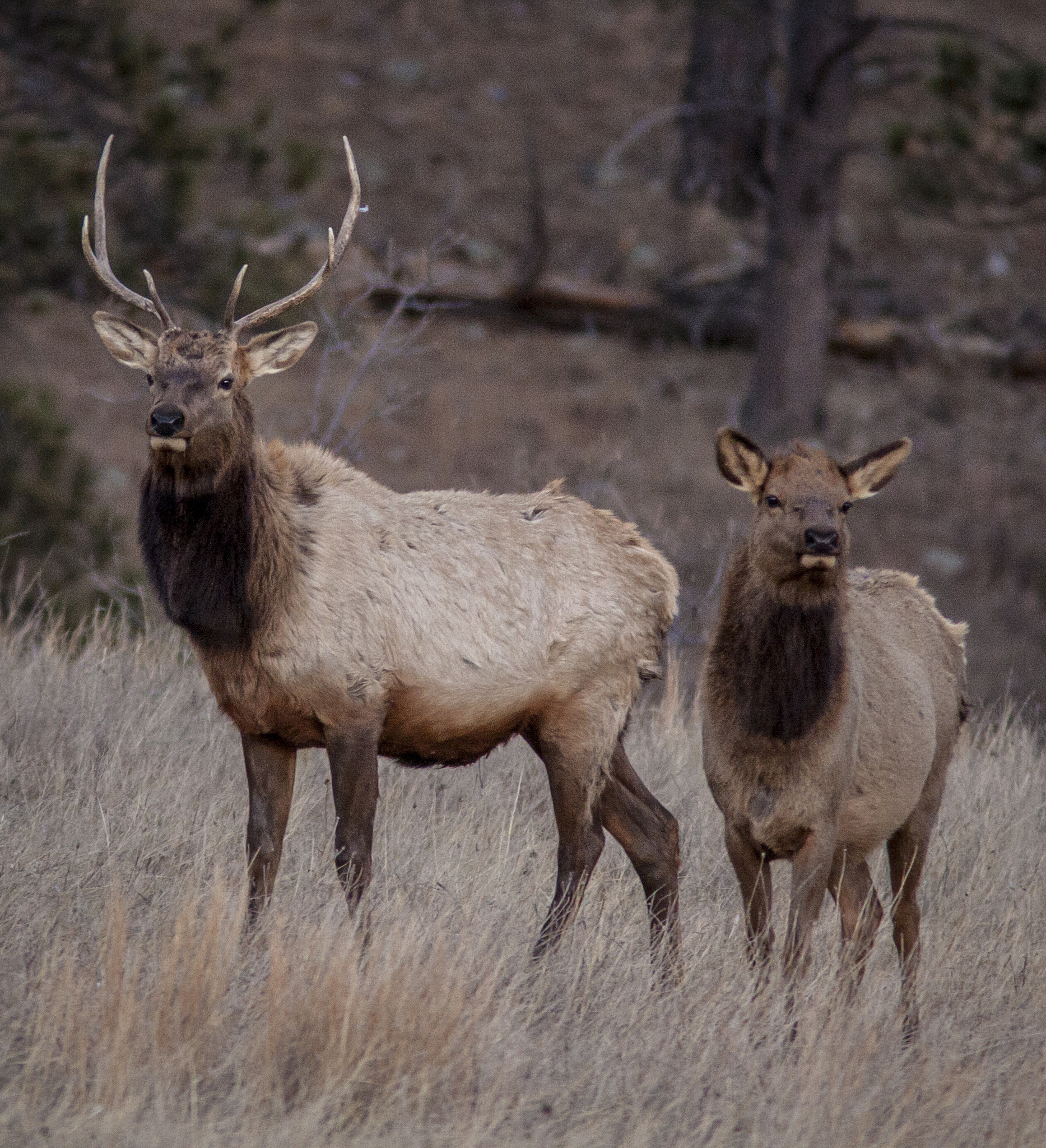 Canon EF 300mm F4L IS USM sample photo. Bull and cow elk photography