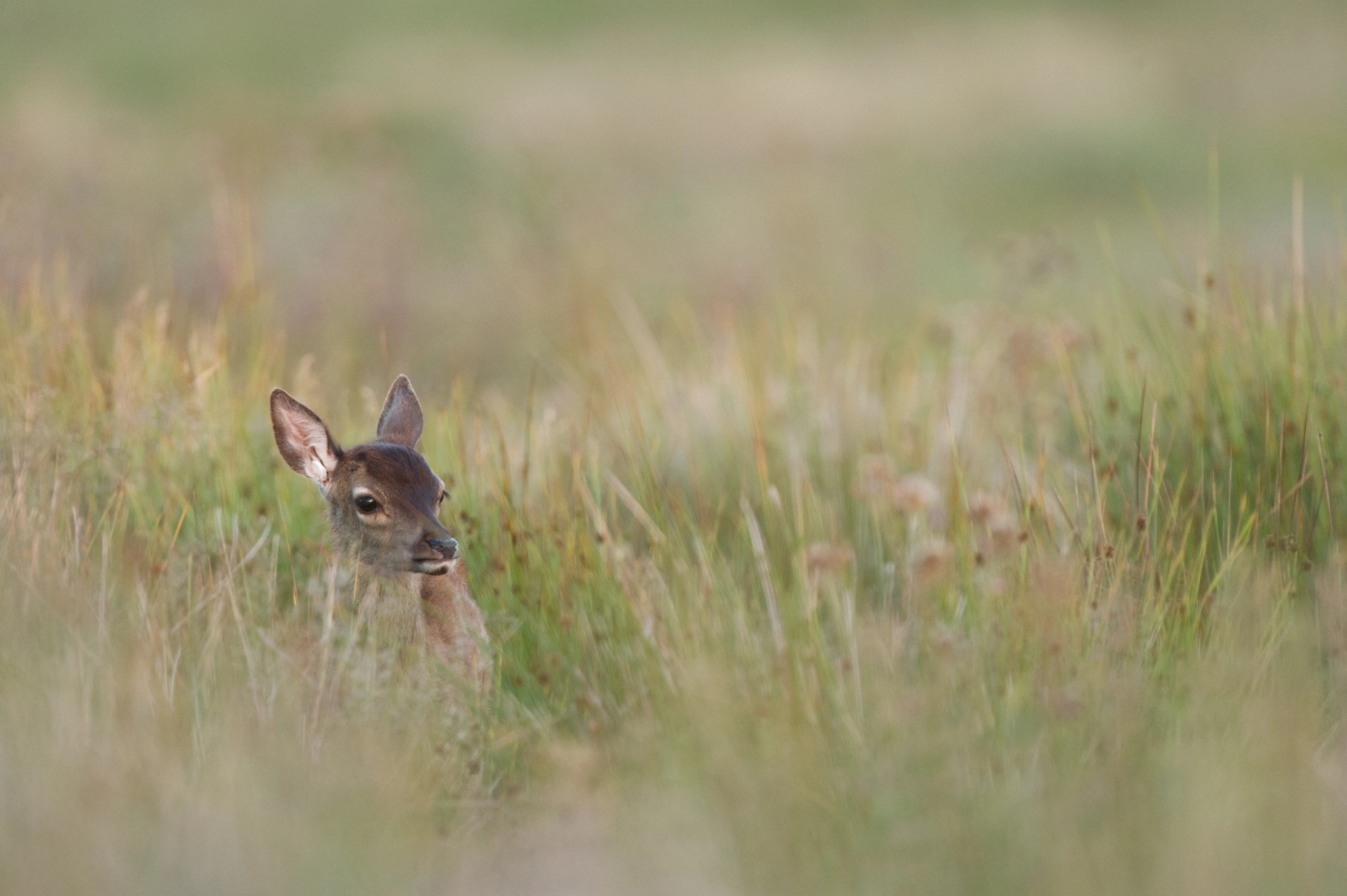 Nikon D3S + Nikon AF-S Nikkor 500mm F4G ED VR sample photo. Fawn photography