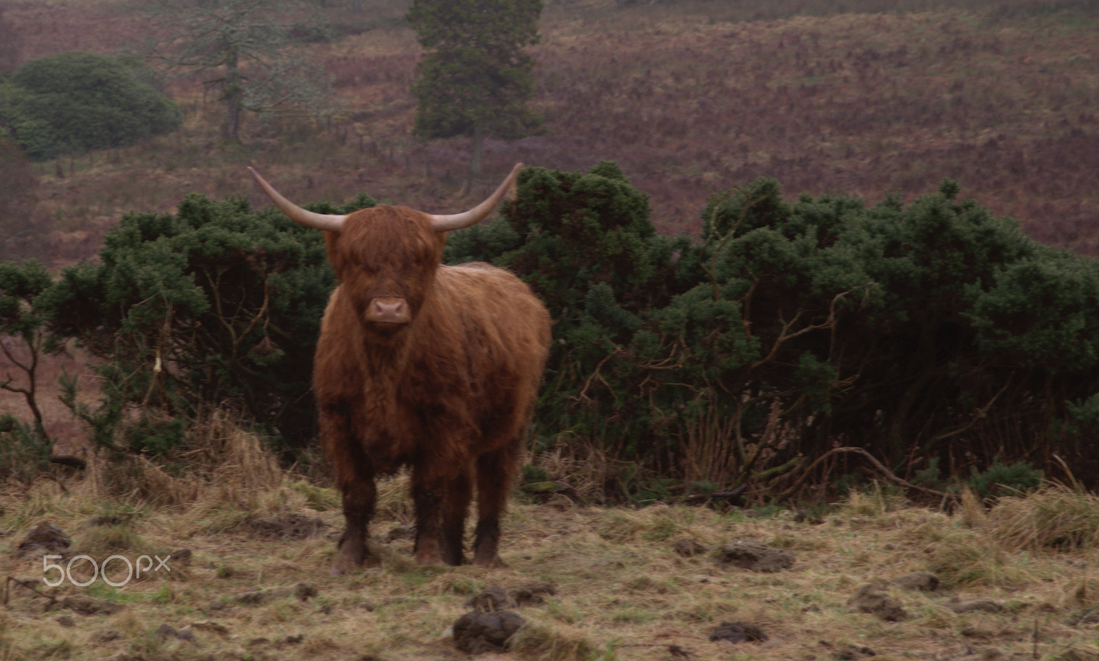 AF Zoom-Nikkor 24-120mm f/3.5-5.6D IF sample photo. Highland cow photography