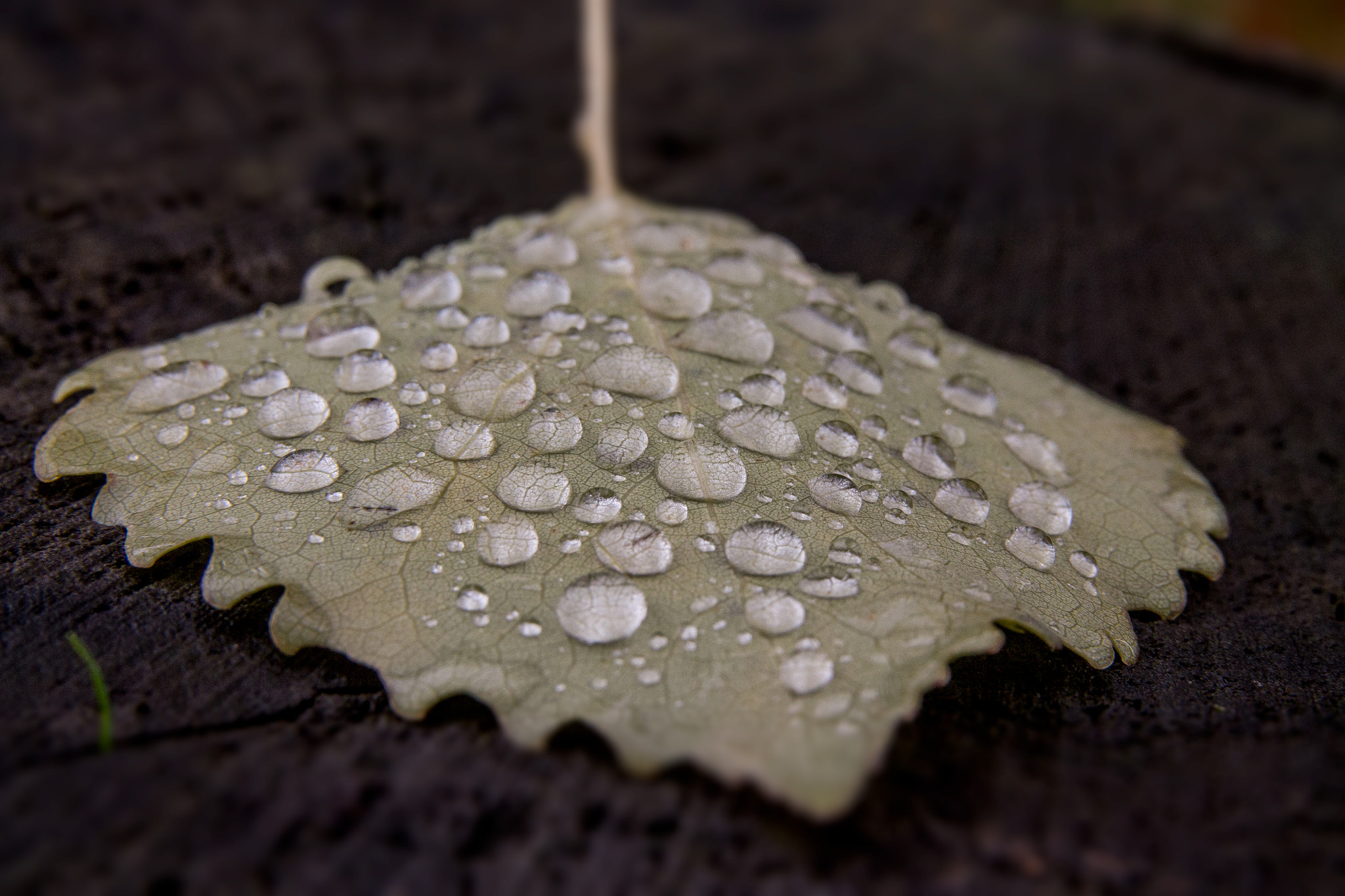Sigma 17-70mm F2.8-4 DC Macro OS HSM sample photo. Aspen leaf photography