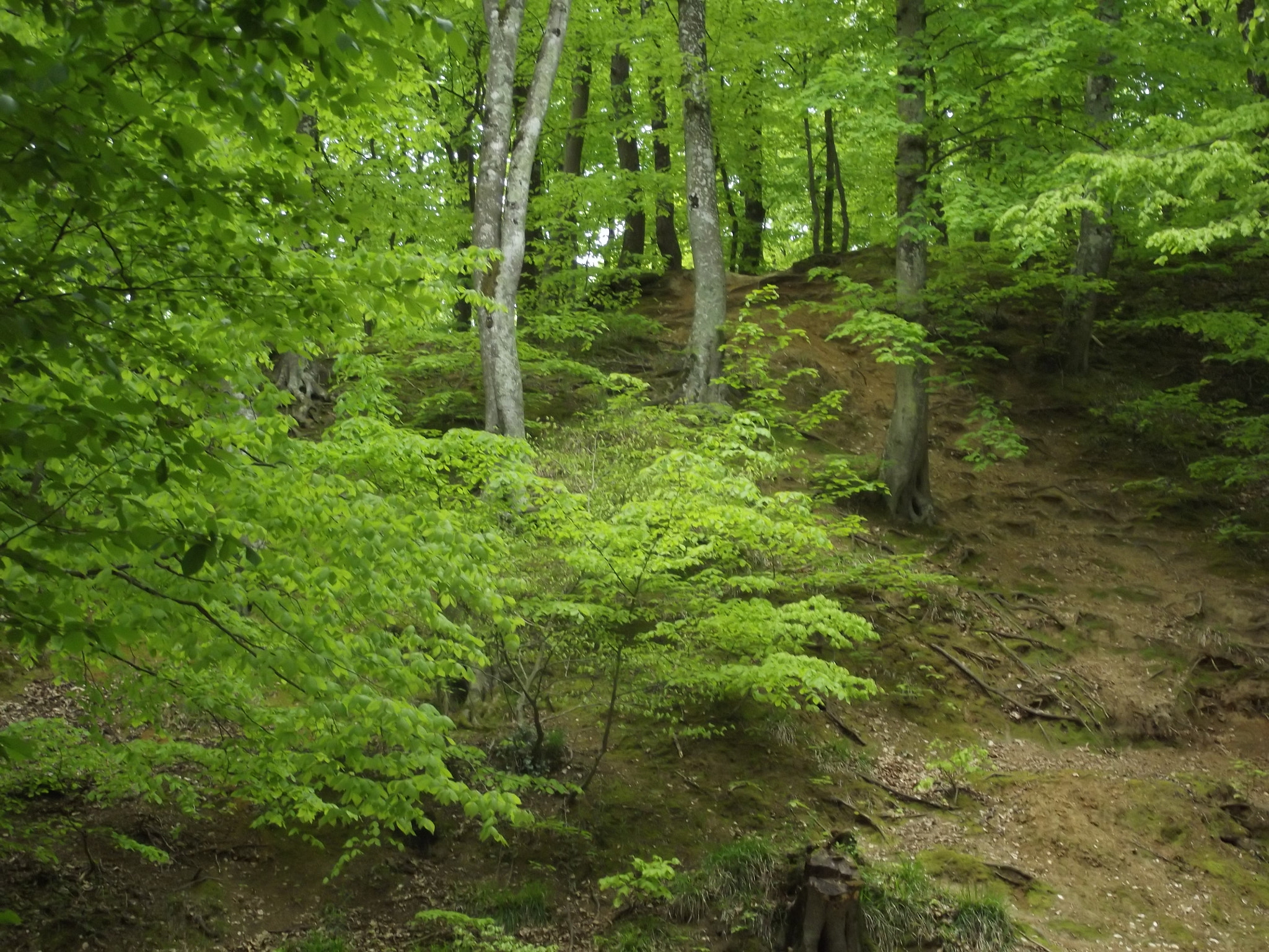 Fujifilm FinePix S2960 sample photo. Belgrad forest photography