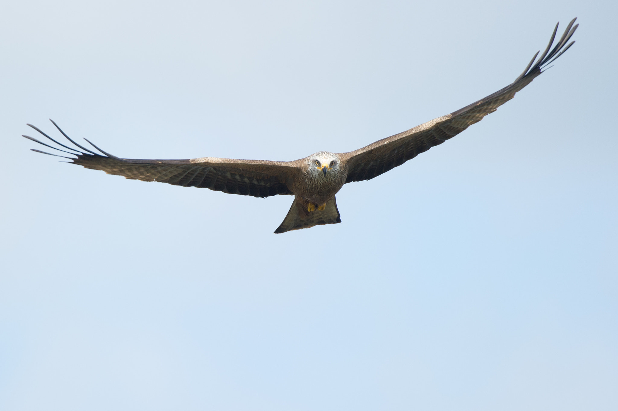 Nikon D3S + Nikon AF-S Nikkor 500mm F4G ED VR sample photo. Black kite photography