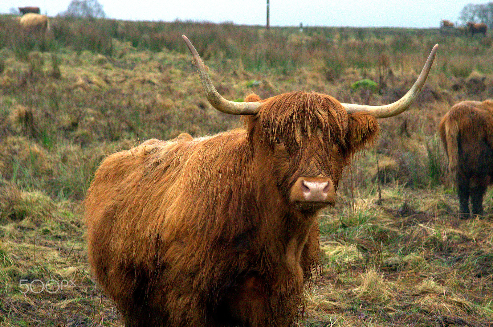 AF Zoom-Nikkor 24-120mm f/3.5-5.6D IF sample photo. Highland cow photography
