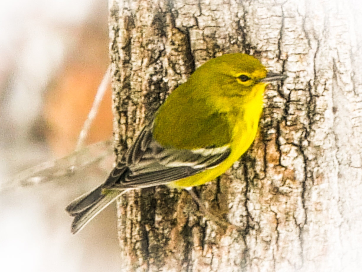 LUMIX G VARIO 45-150/F4.0-5.6 sample photo. Goldfinch photography