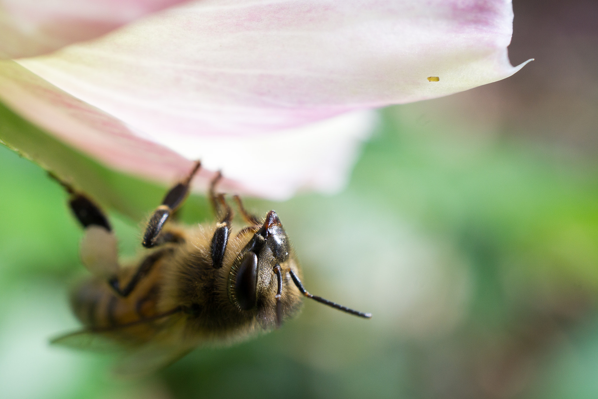 Sony a5100 + Sony E 30mm F3.5 Macro sample photo. Bee photography