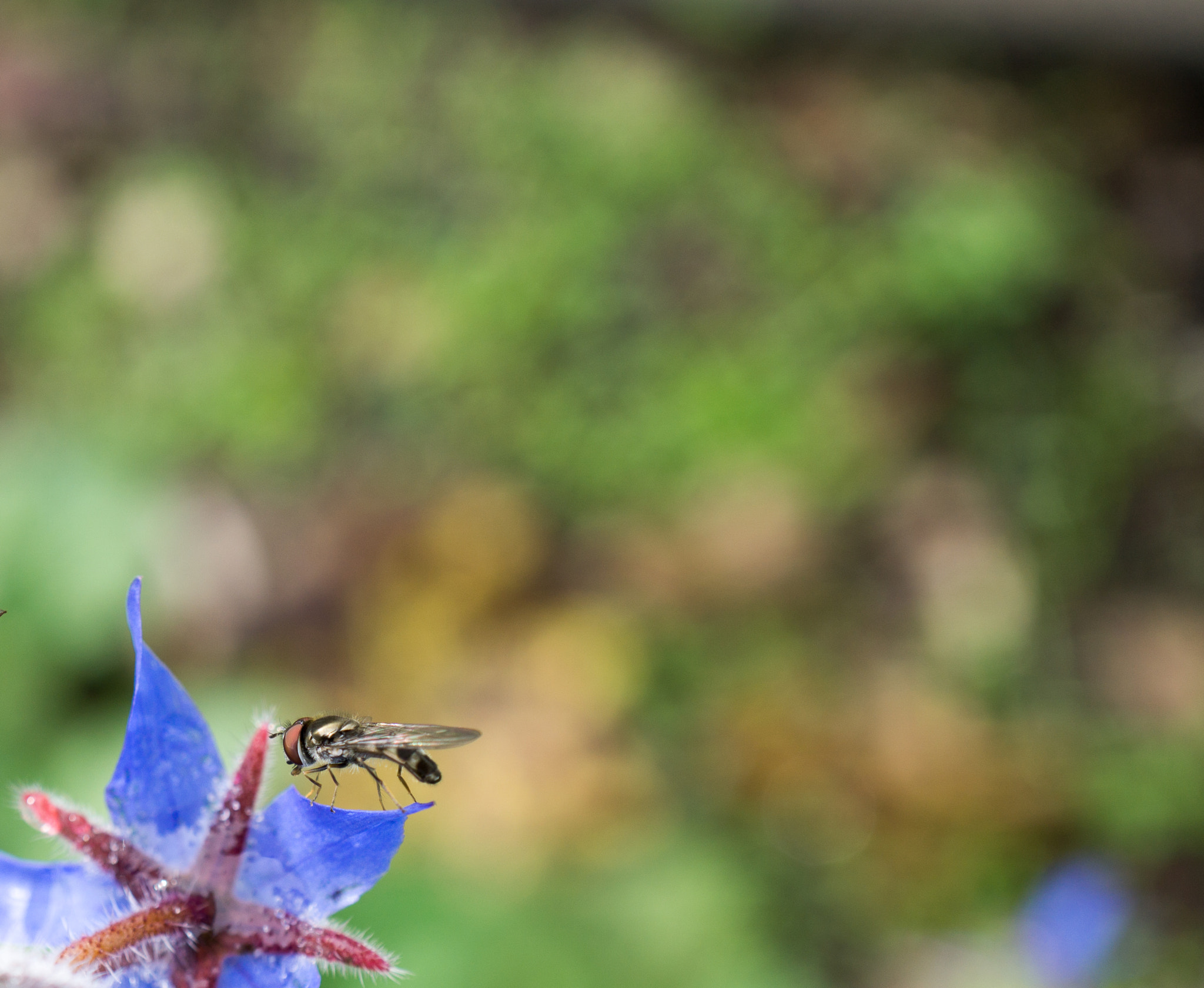 Sony a5100 + Sony E 30mm F3.5 Macro sample photo. Dsc09556.jpg photography
