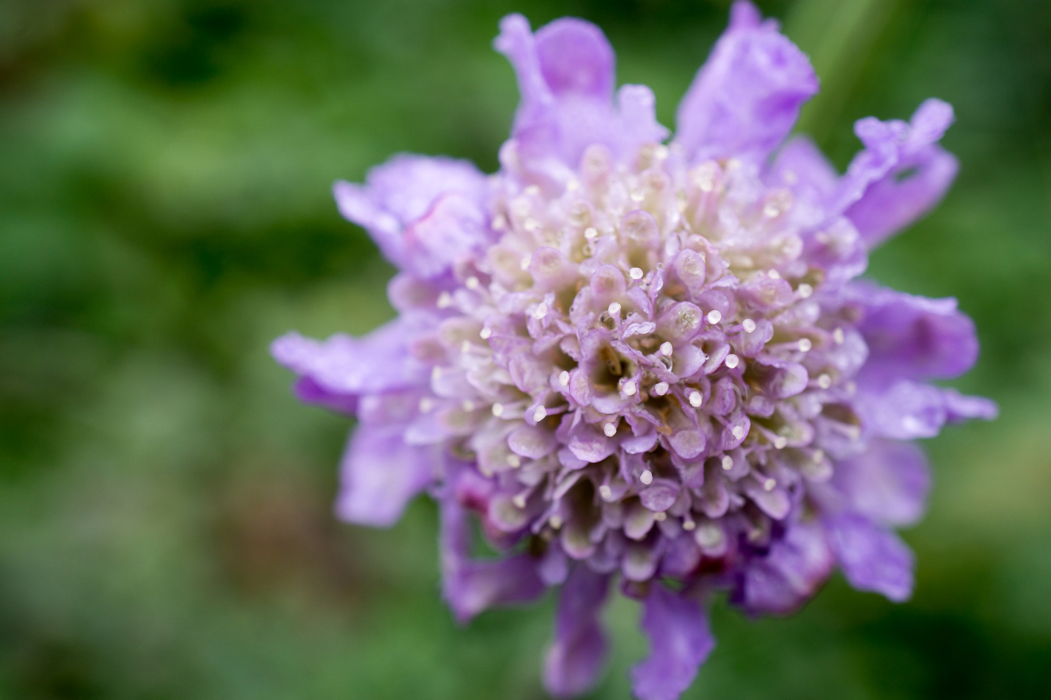Sony a5100 + Sony E 30mm F3.5 Macro sample photo. Burst photography