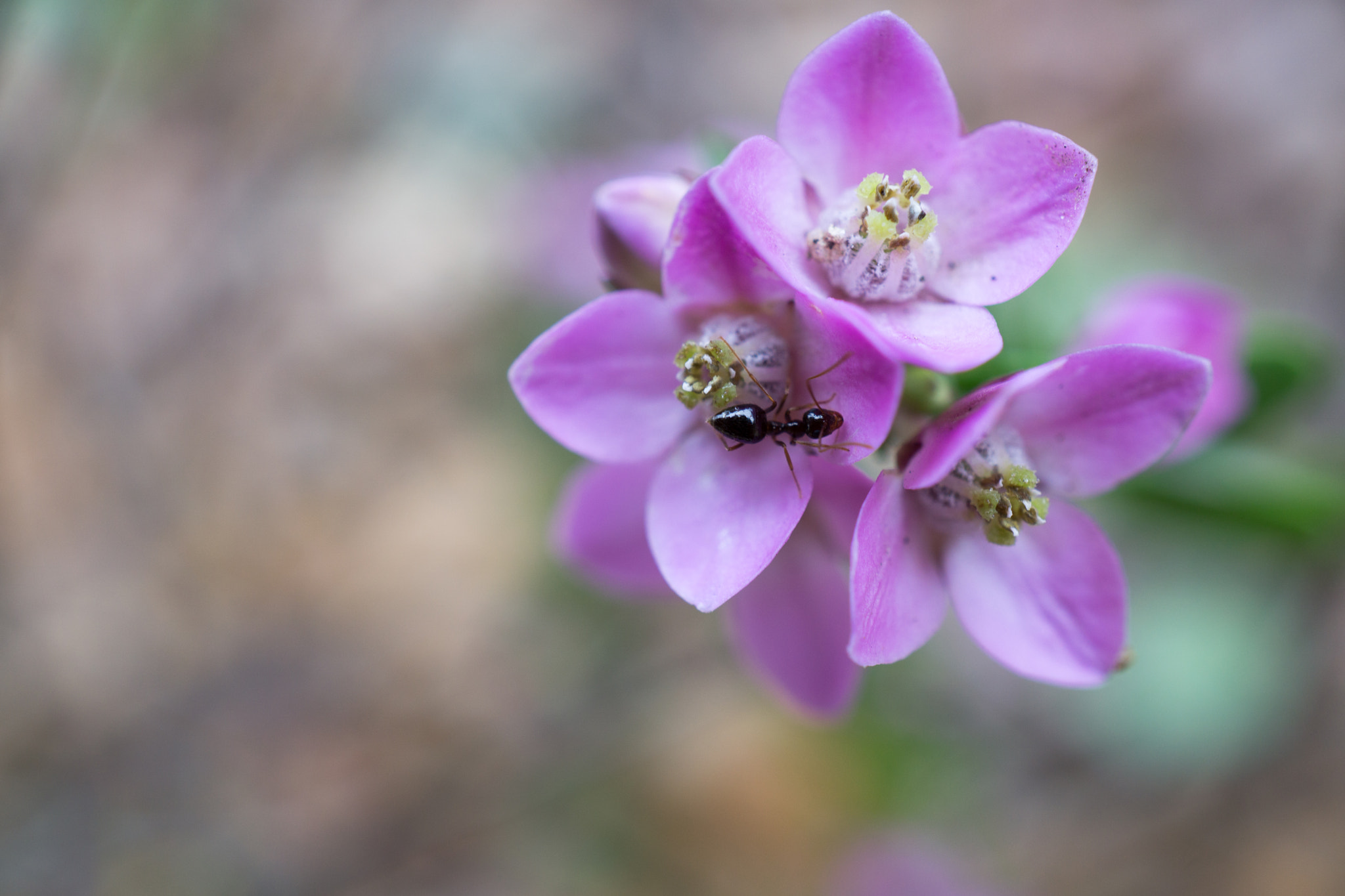 Sony a5100 + Sony E 30mm F3.5 Macro sample photo. Ant photography