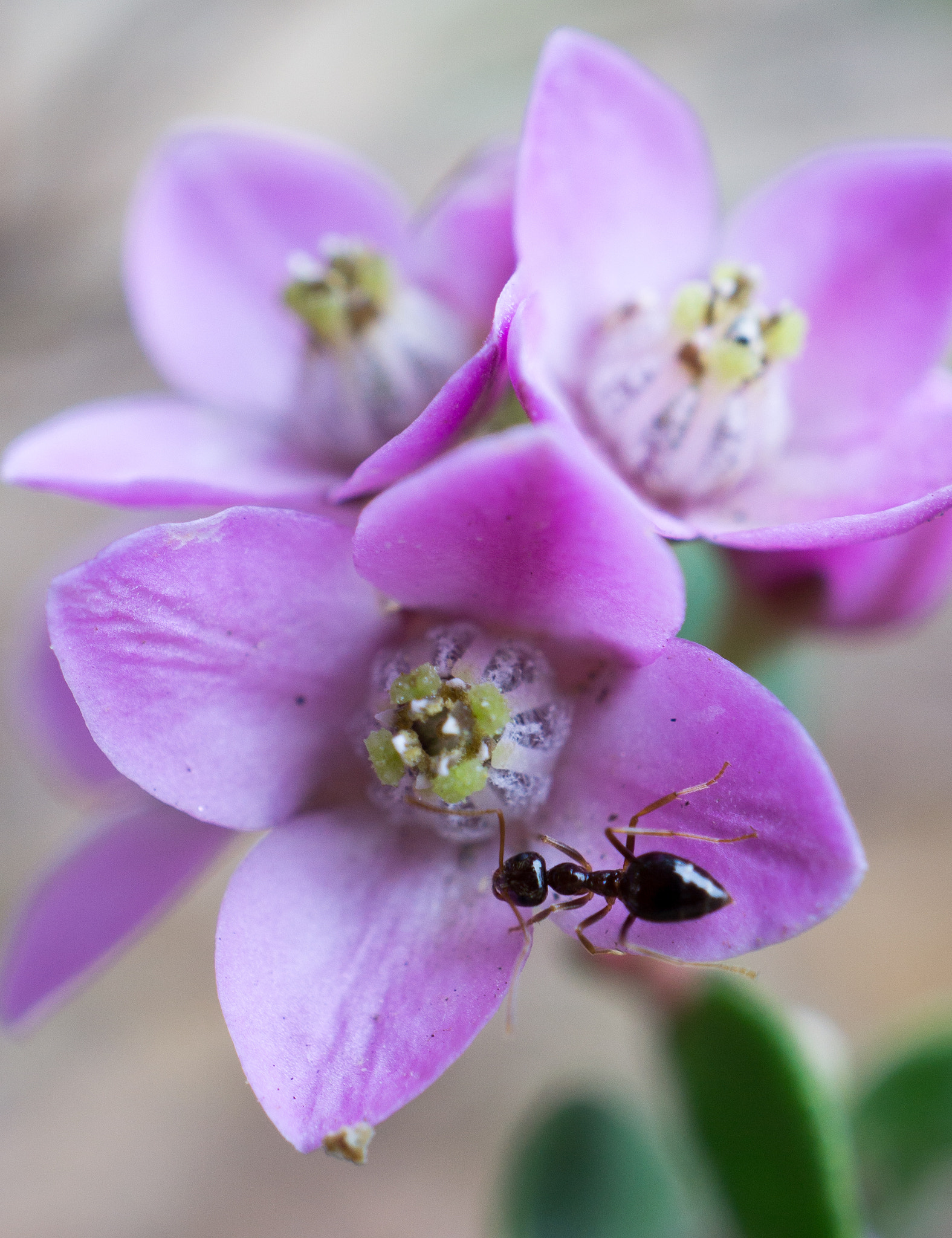 Sony a5100 + Sony E 30mm F3.5 Macro sample photo. Ant photography