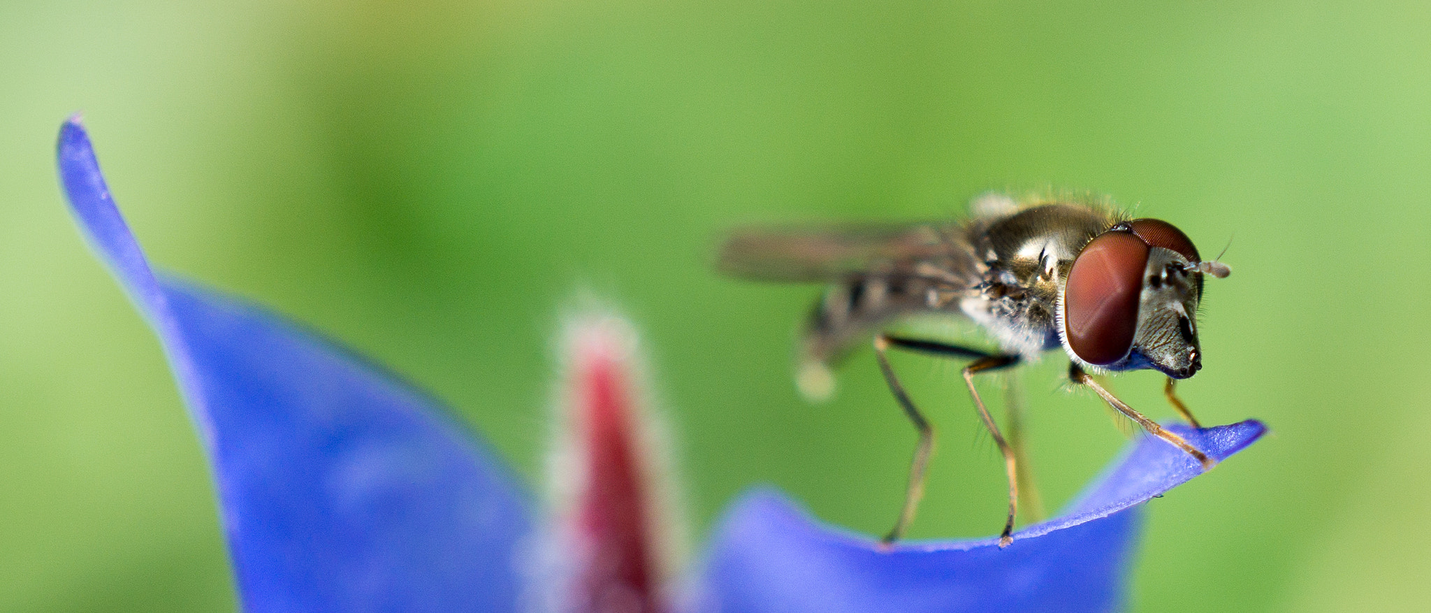 Sony a5100 + Sony E 30mm F3.5 Macro sample photo. Redeye photography