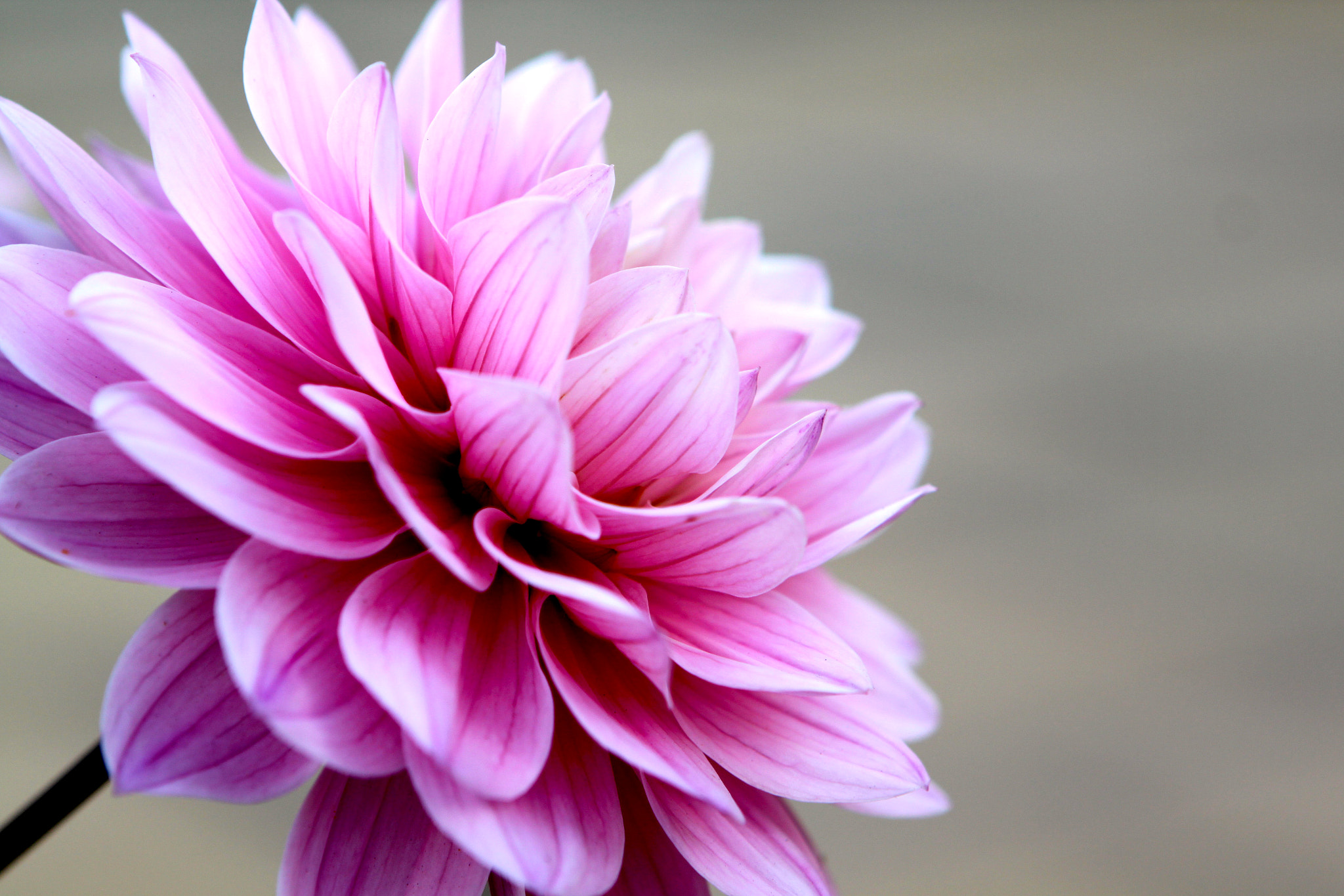 Canon EOS 500D (EOS Rebel T1i / EOS Kiss X3) sample photo. Wildpetals photography