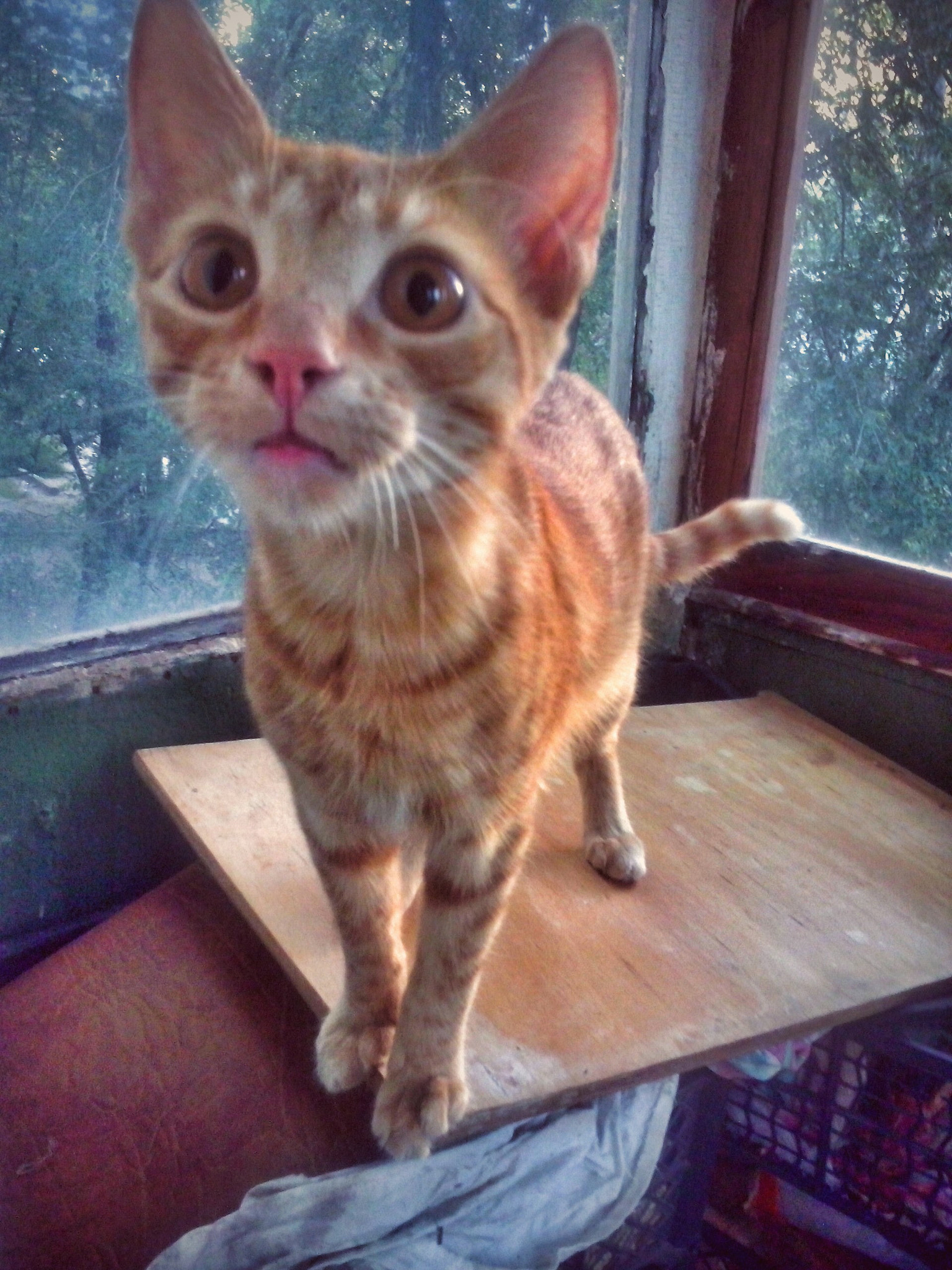 LG OPTIMUS L5 II sample photo. ~ photography