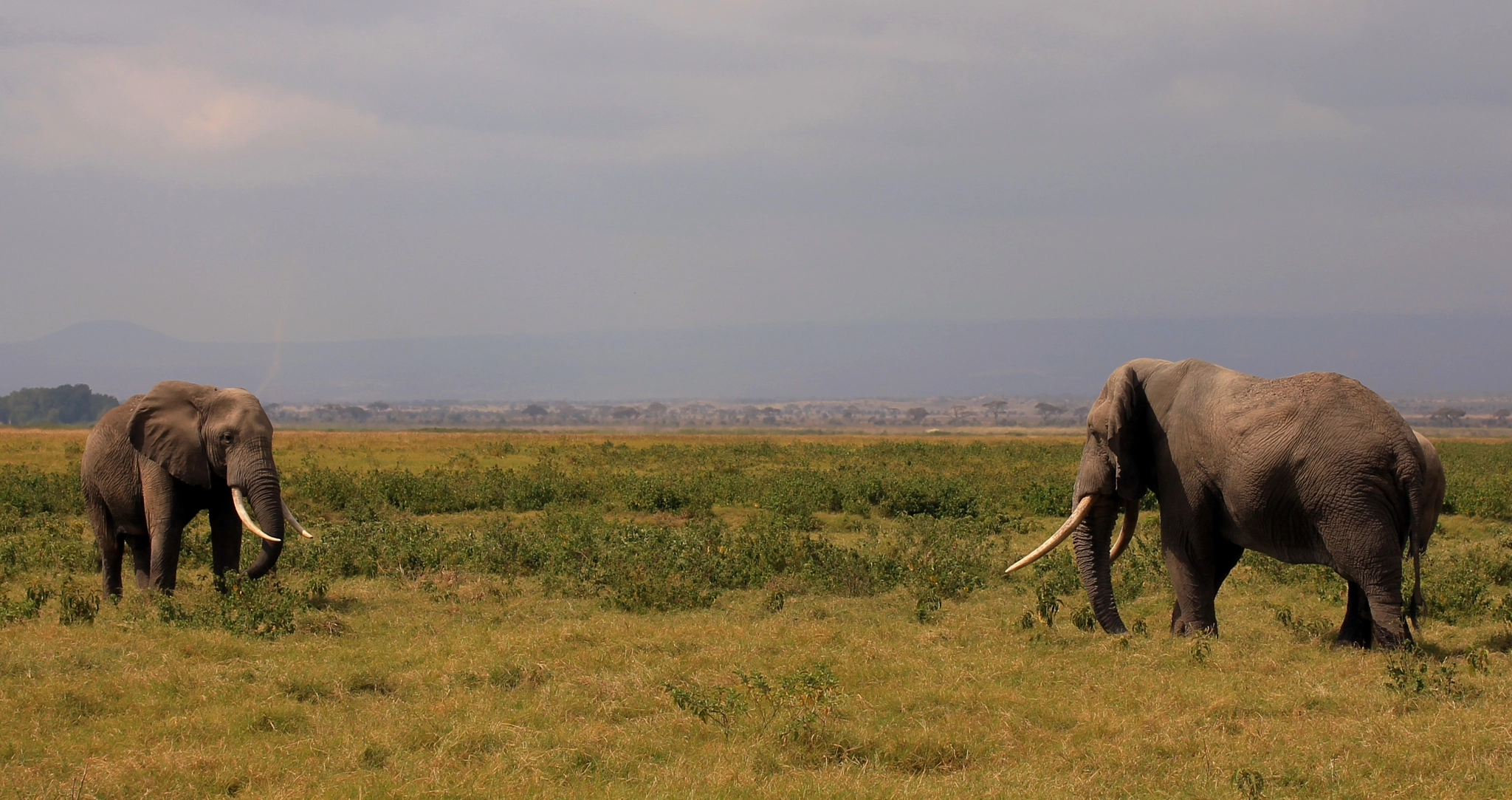 Canon EOS 1100D (EOS Rebel T3 / EOS Kiss X50) + Sigma 50-200mm F4-5.6 DC OS HSM sample photo. Amboseli national park - kenya 2013 photography