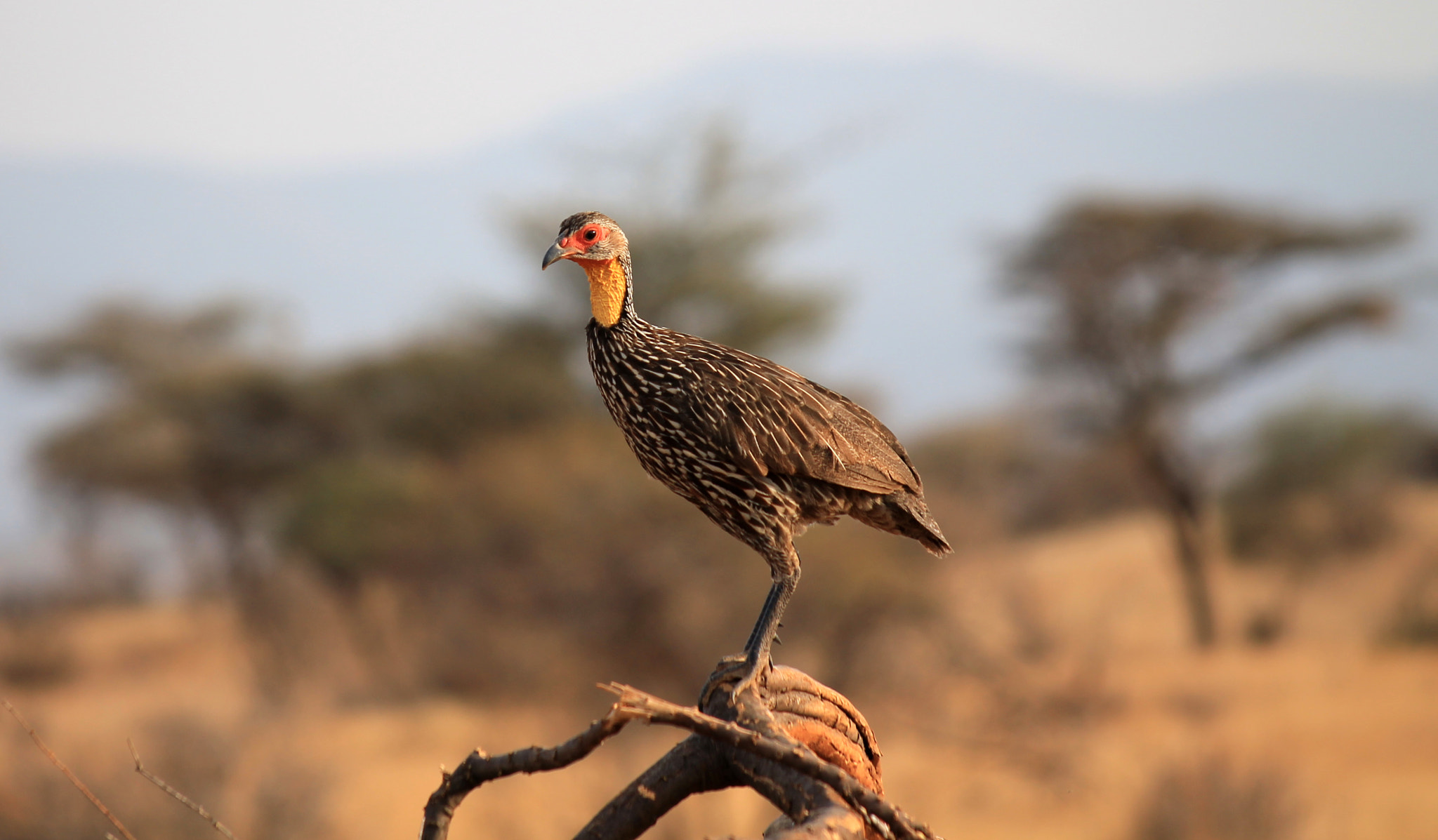 Sigma 50-200mm F4-5.6 DC OS HSM sample photo. Yellow-necked spurfowl - samburu nr - kenya 2013 photography
