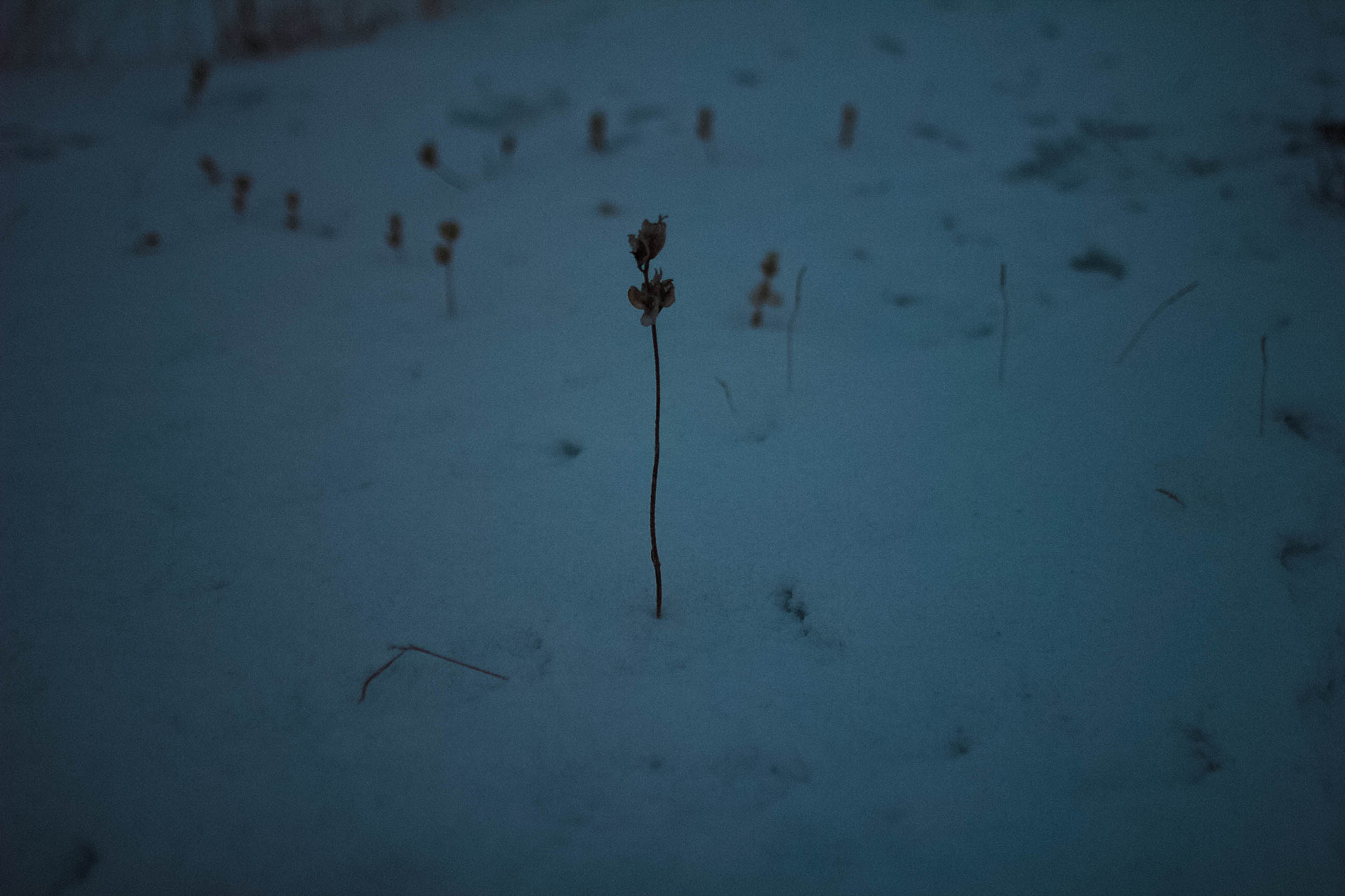 Canon EF 17-35mm f/2.8L + 1.4x sample photo. Winter flower photography