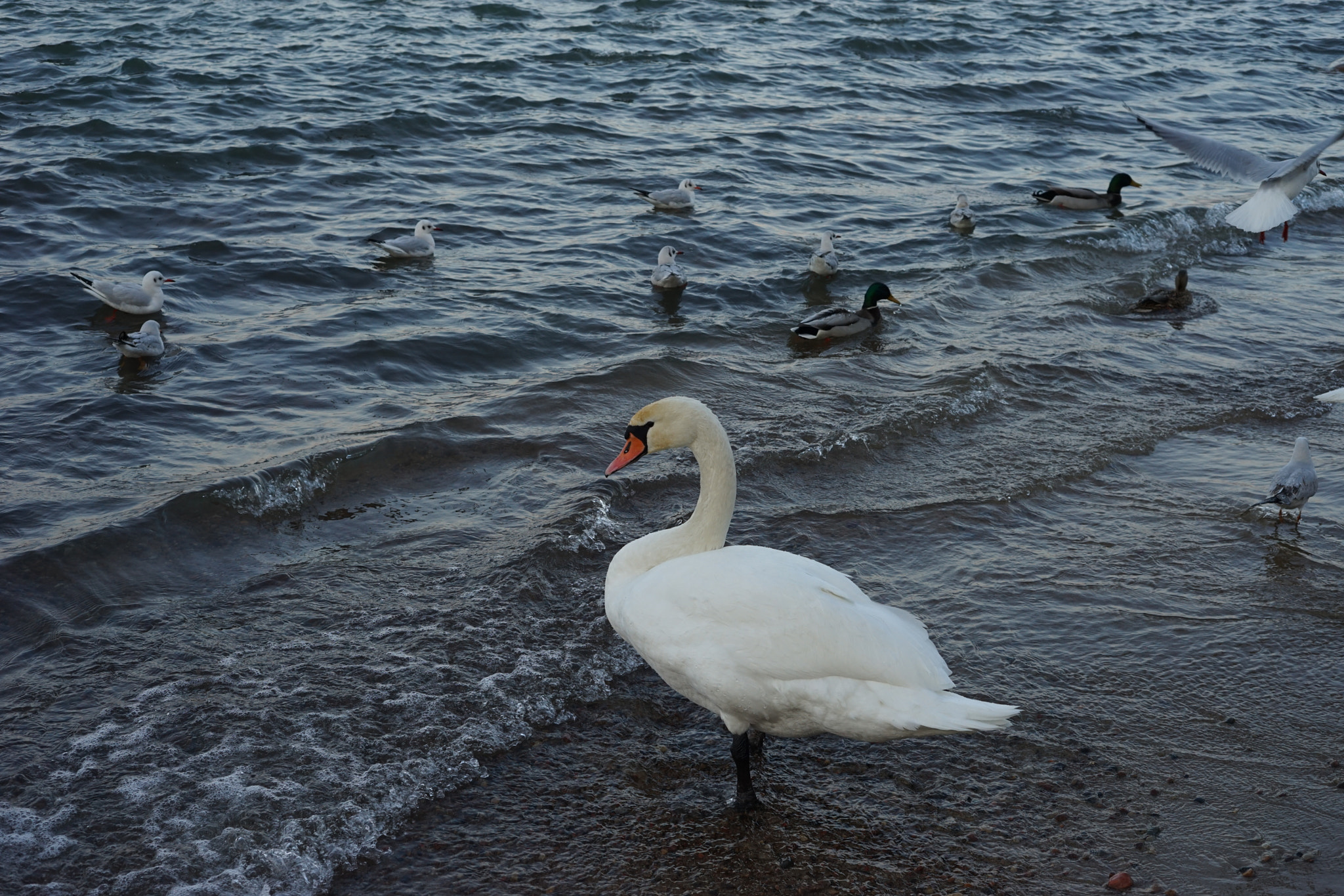 Sony a7 II + Sony 50mm F2.8 Macro sample photo. Swan of love photography