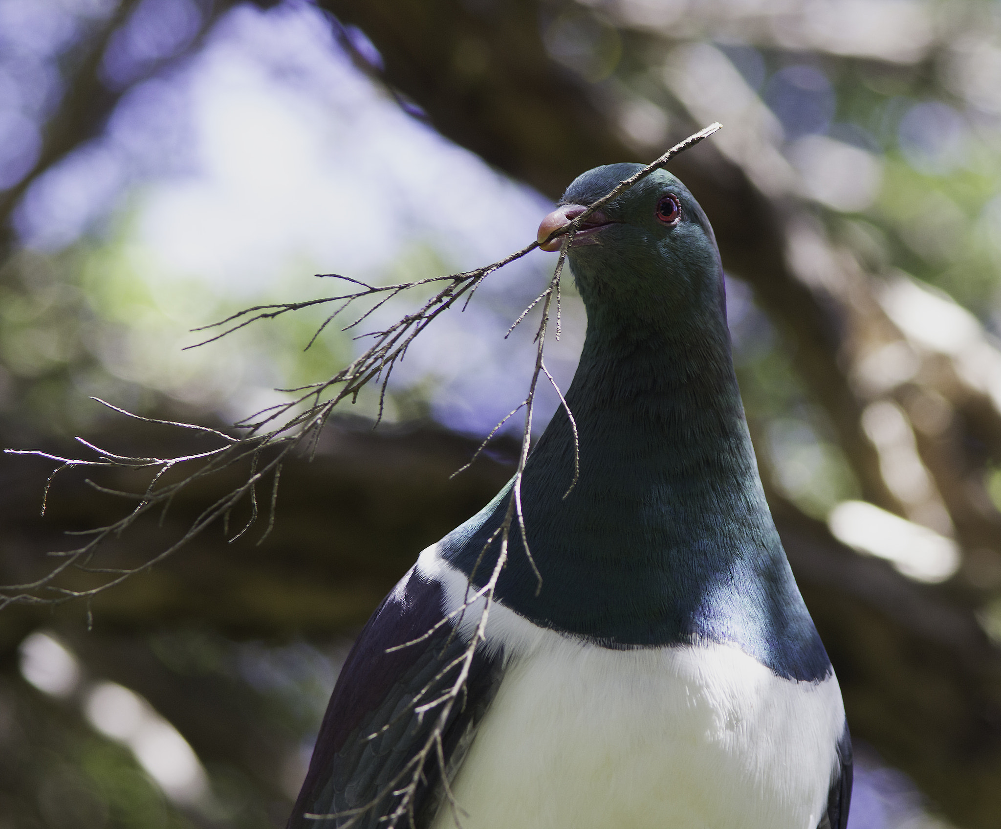 Canon EF 300mm F4L IS USM sample photo. Pigeon of peace photography