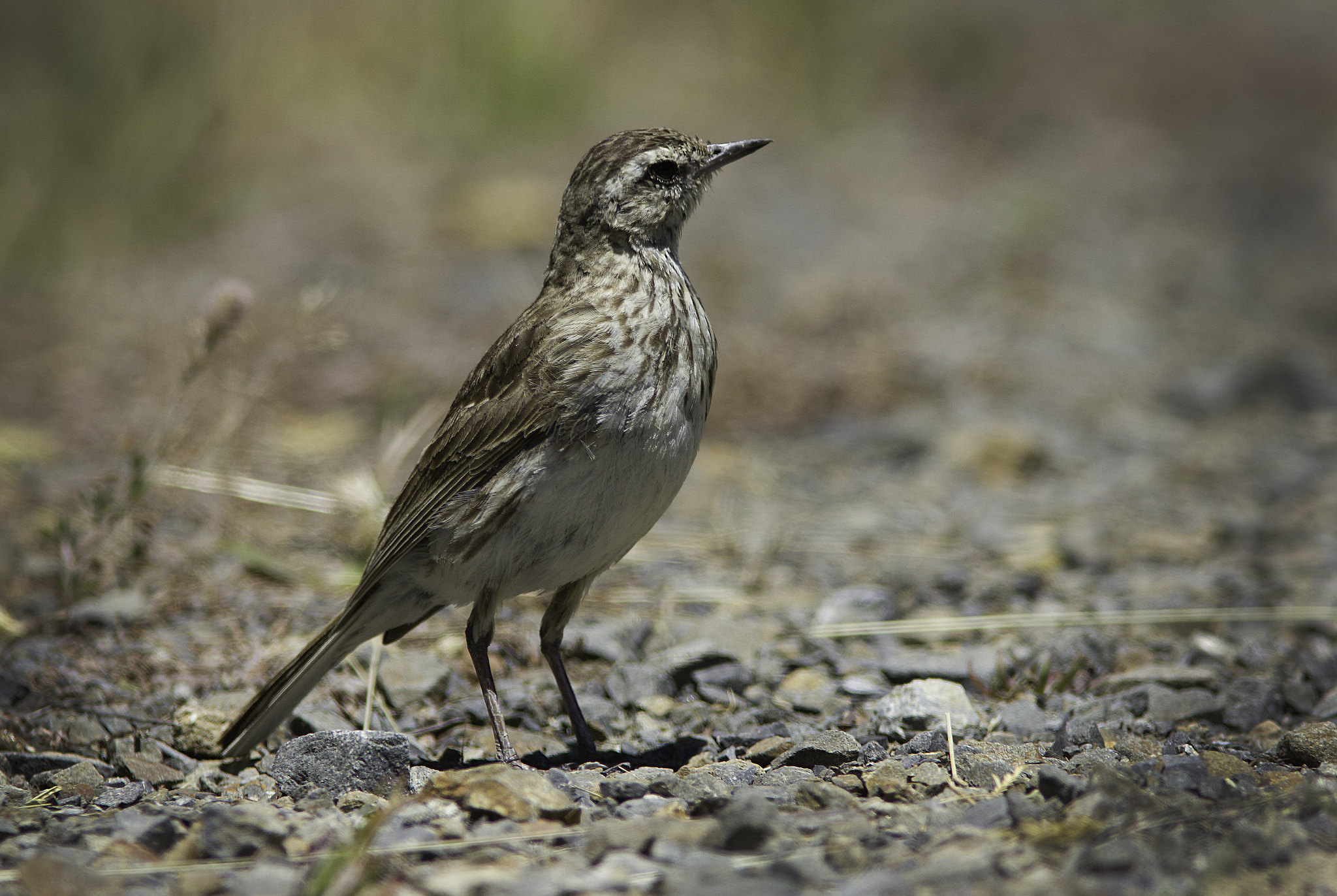 Canon EF 300mm F4L IS USM sample photo. New zealand pipit photography