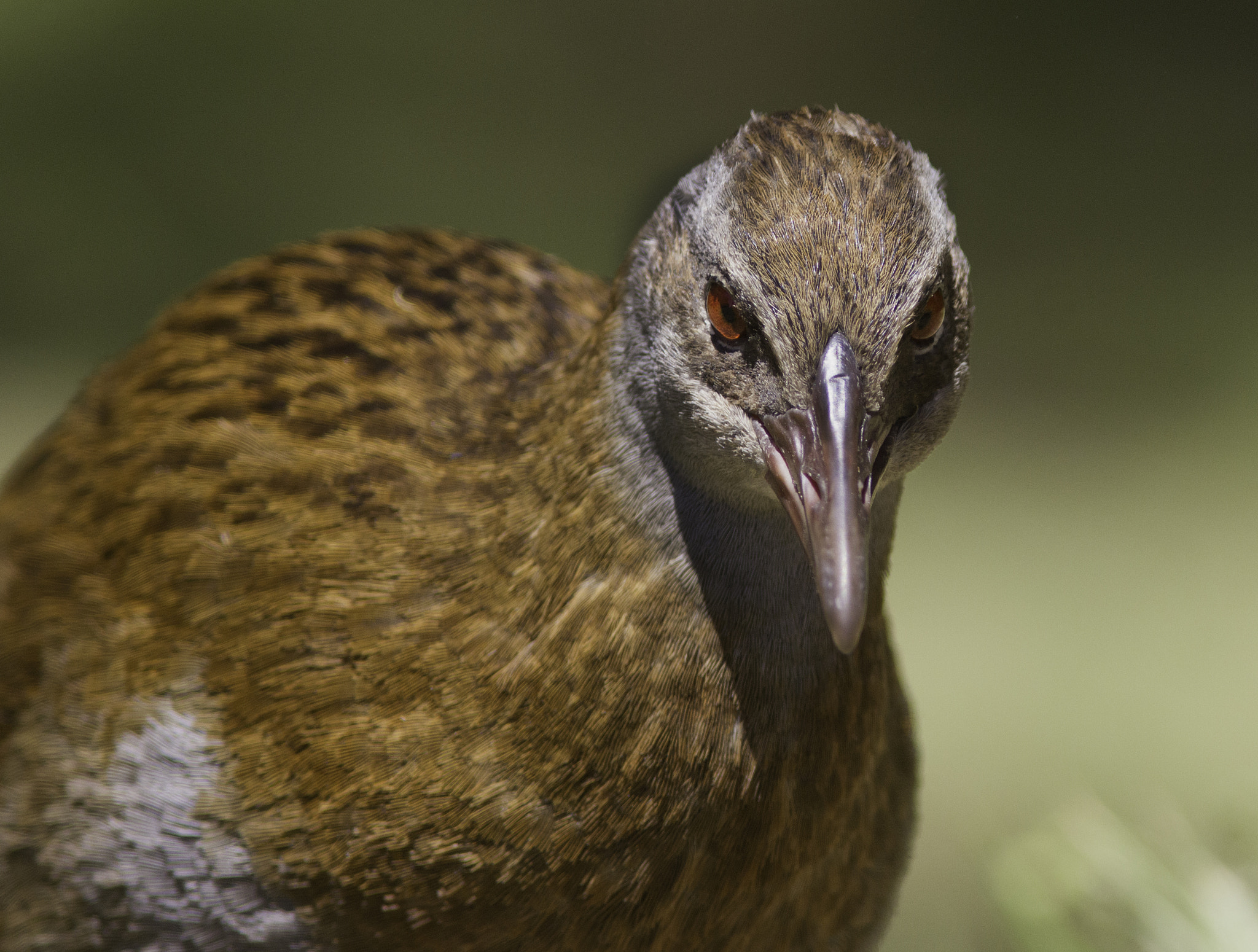 Canon EF 300mm F4L IS USM sample photo. Adult new zealand weka photography
