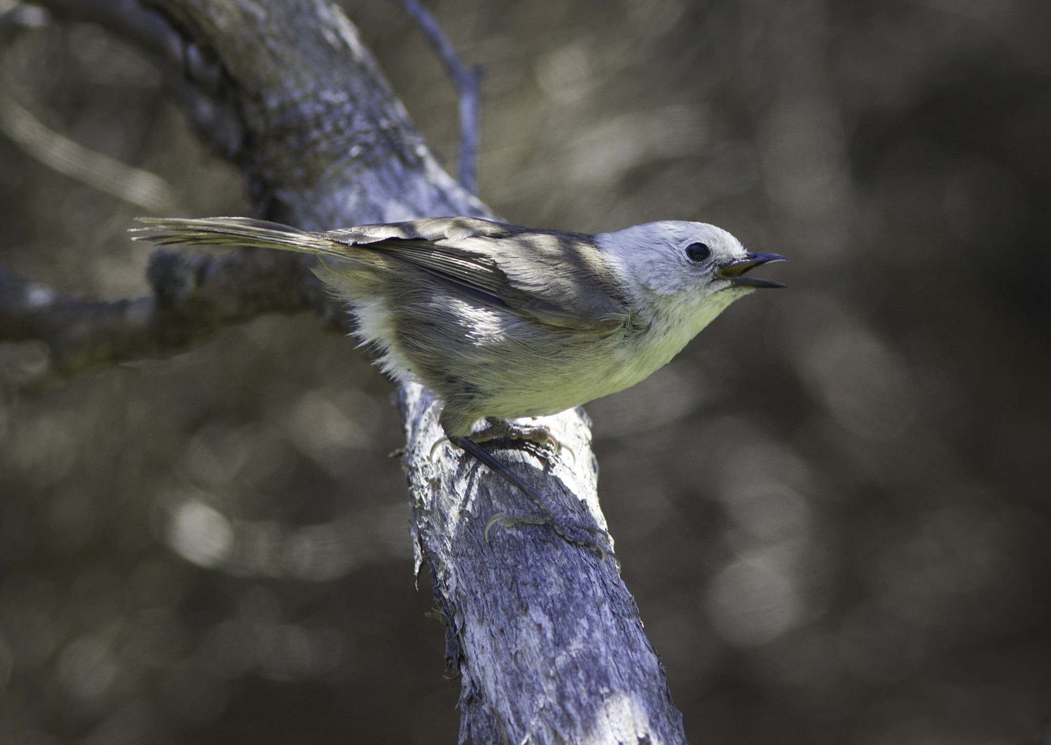 Canon EF 300mm F4L IS USM sample photo. Male whitehead photography