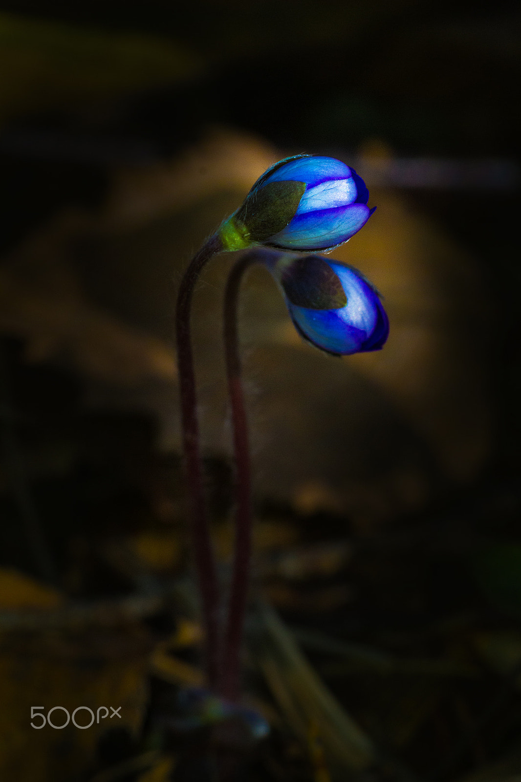 Sigma 50mm f/1.4 EX DG HSM + 1.4x sample photo. Hepatica photography