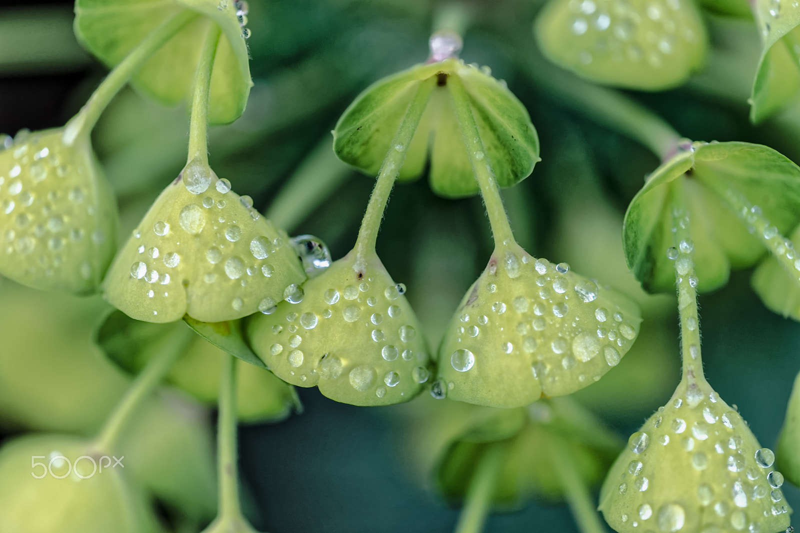 Sony a99 II + Tamron Lens (255) sample photo. Water gems photography