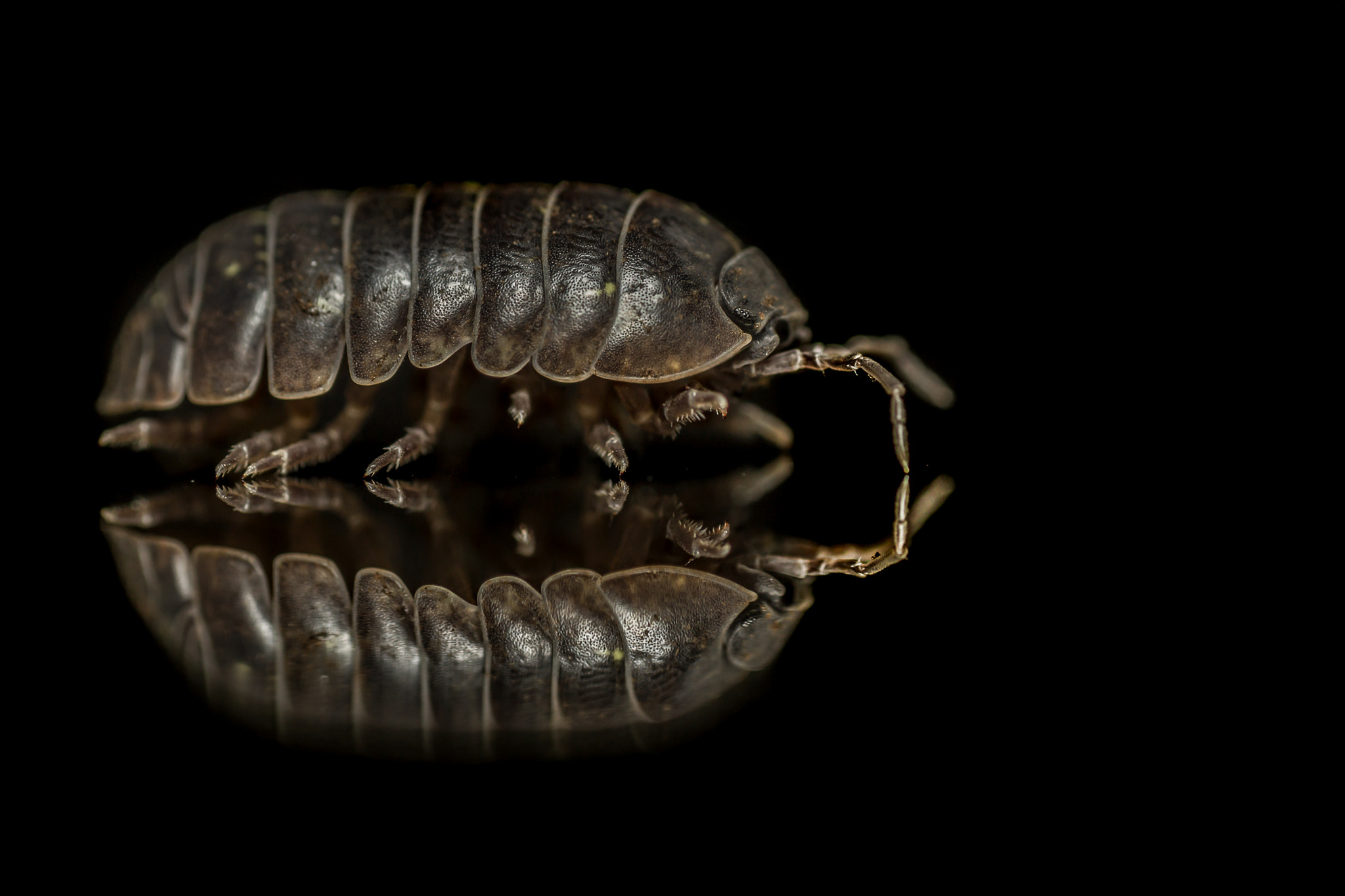 Canon EOS 7D + Canon EF 100mm F2.8 Macro USM sample photo. Pill wooudlouse (armadillidium vulgare) photography