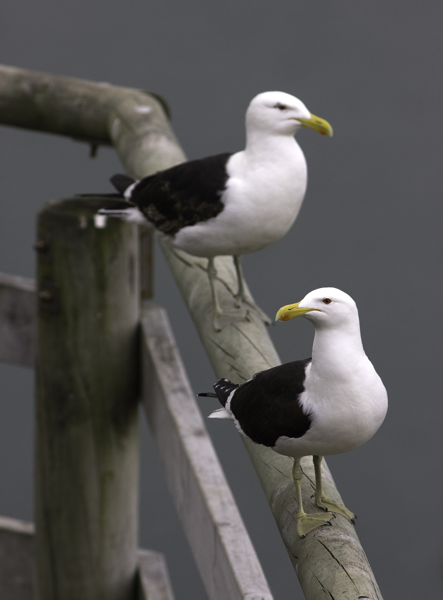 Canon EF 300mm F4L IS USM sample photo. Black-backed gulls photography