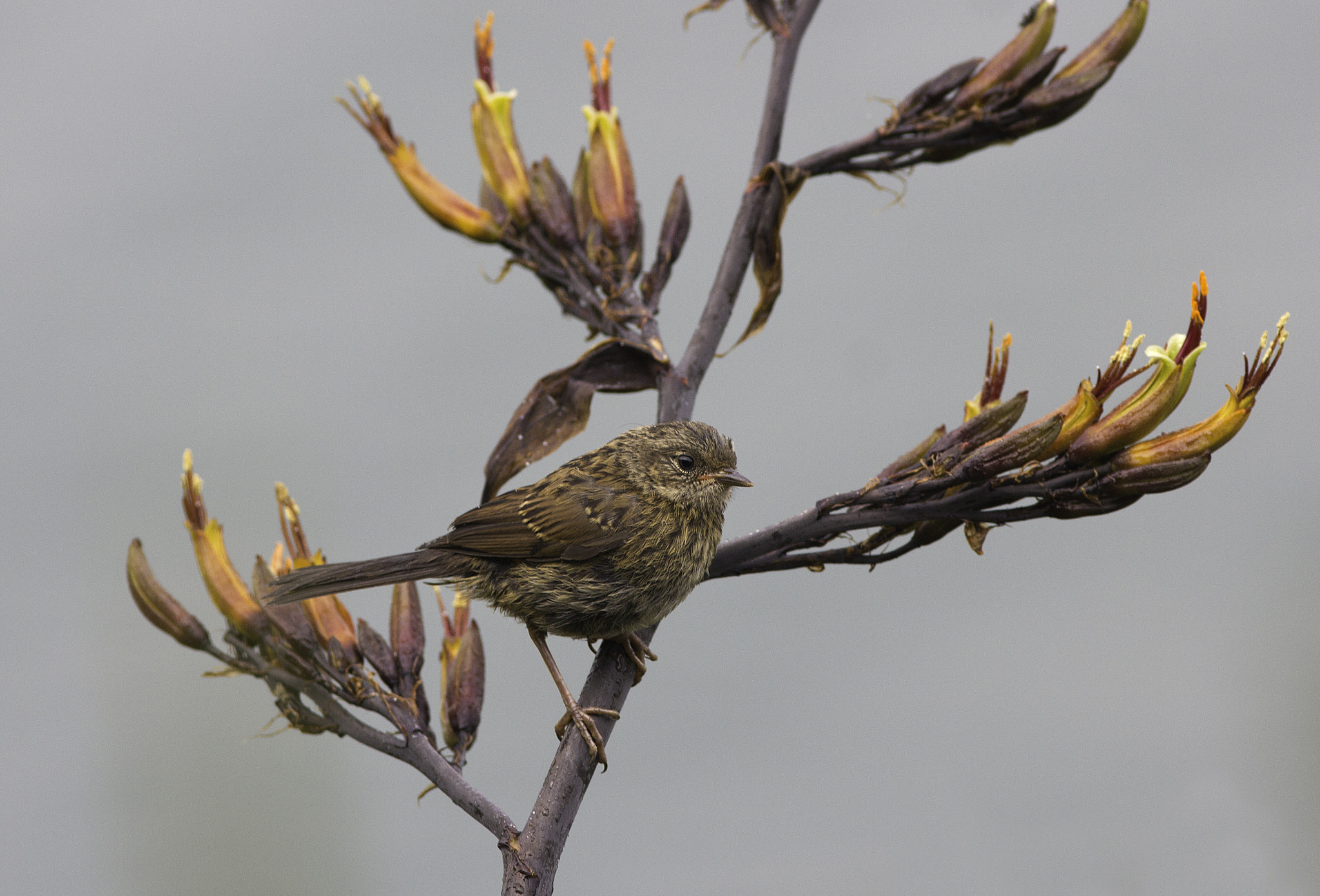 Canon EOS 550D (EOS Rebel T2i / EOS Kiss X4) + Canon EF 300mm F4L IS USM sample photo. Damp dunnock photography
