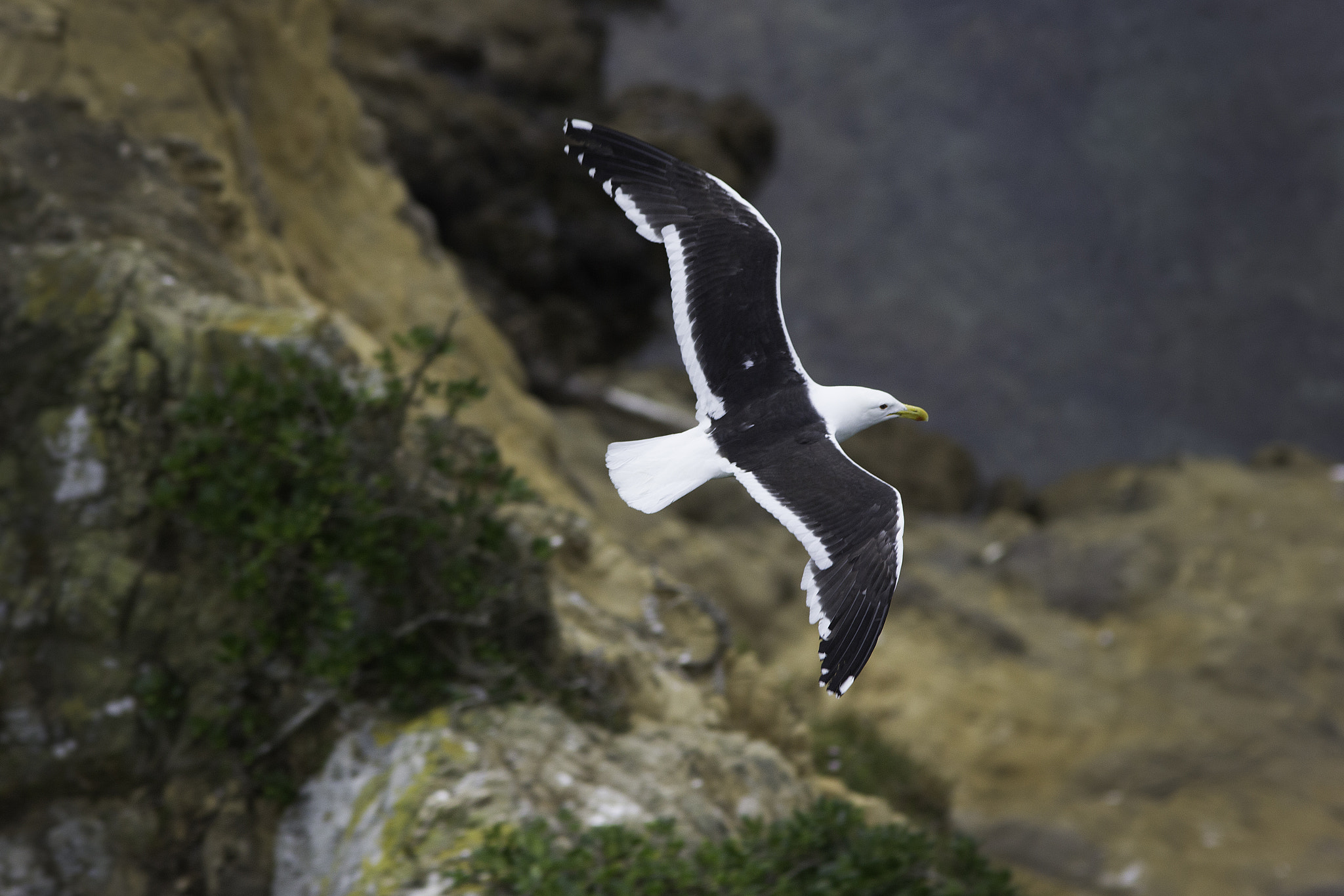 Canon EOS 550D (EOS Rebel T2i / EOS Kiss X4) + Canon EF 300mm F4L IS USM sample photo. Black-backed gull flying photography
