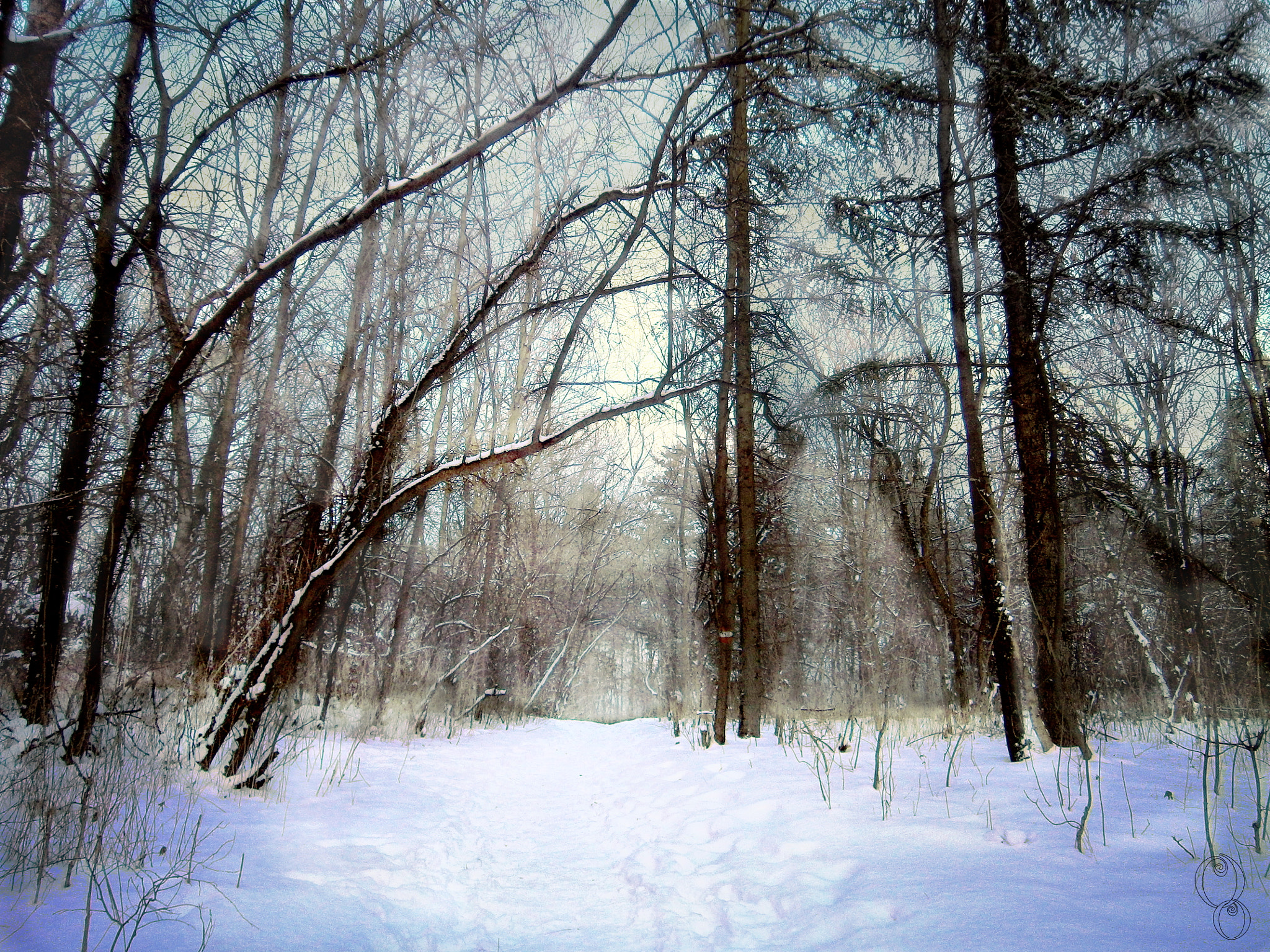Olympus VG145,VG140,D715 sample photo. Winter wood photography
