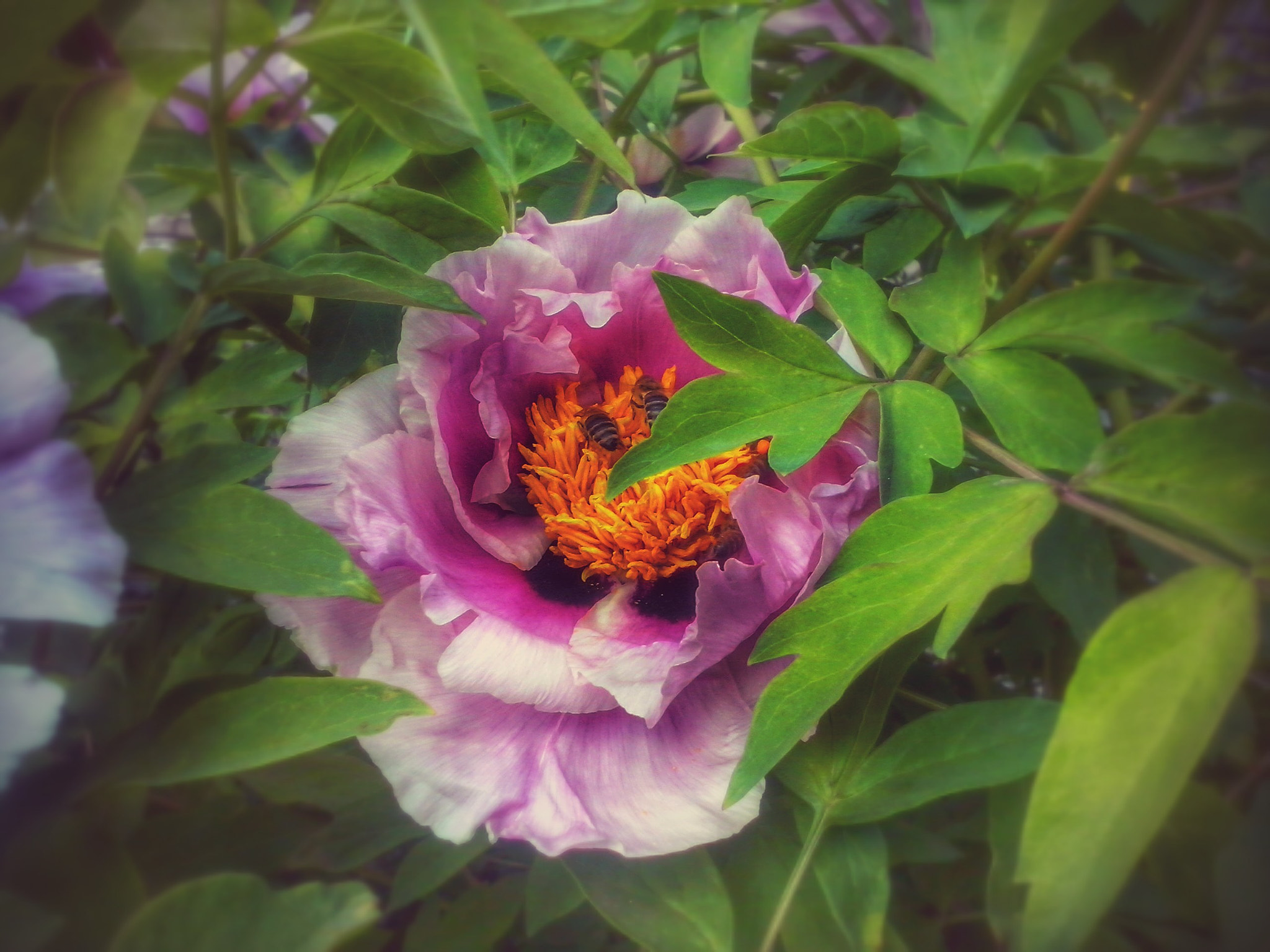 LG OPTIMUS L5 II sample photo. ~ photography