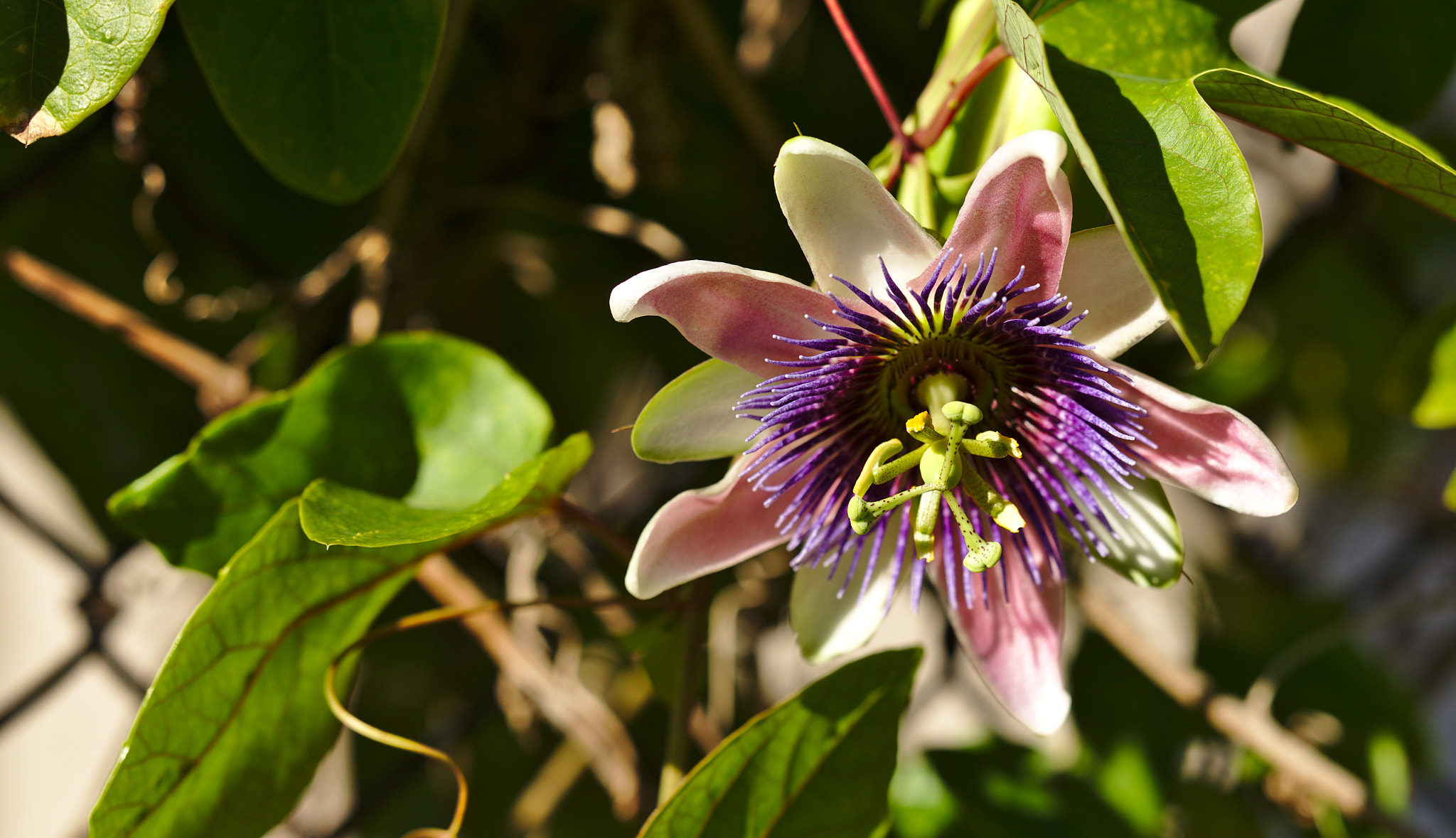 ZEISS Otus 85mm F1.4 sample photo. Passion flower / pasiflora photography