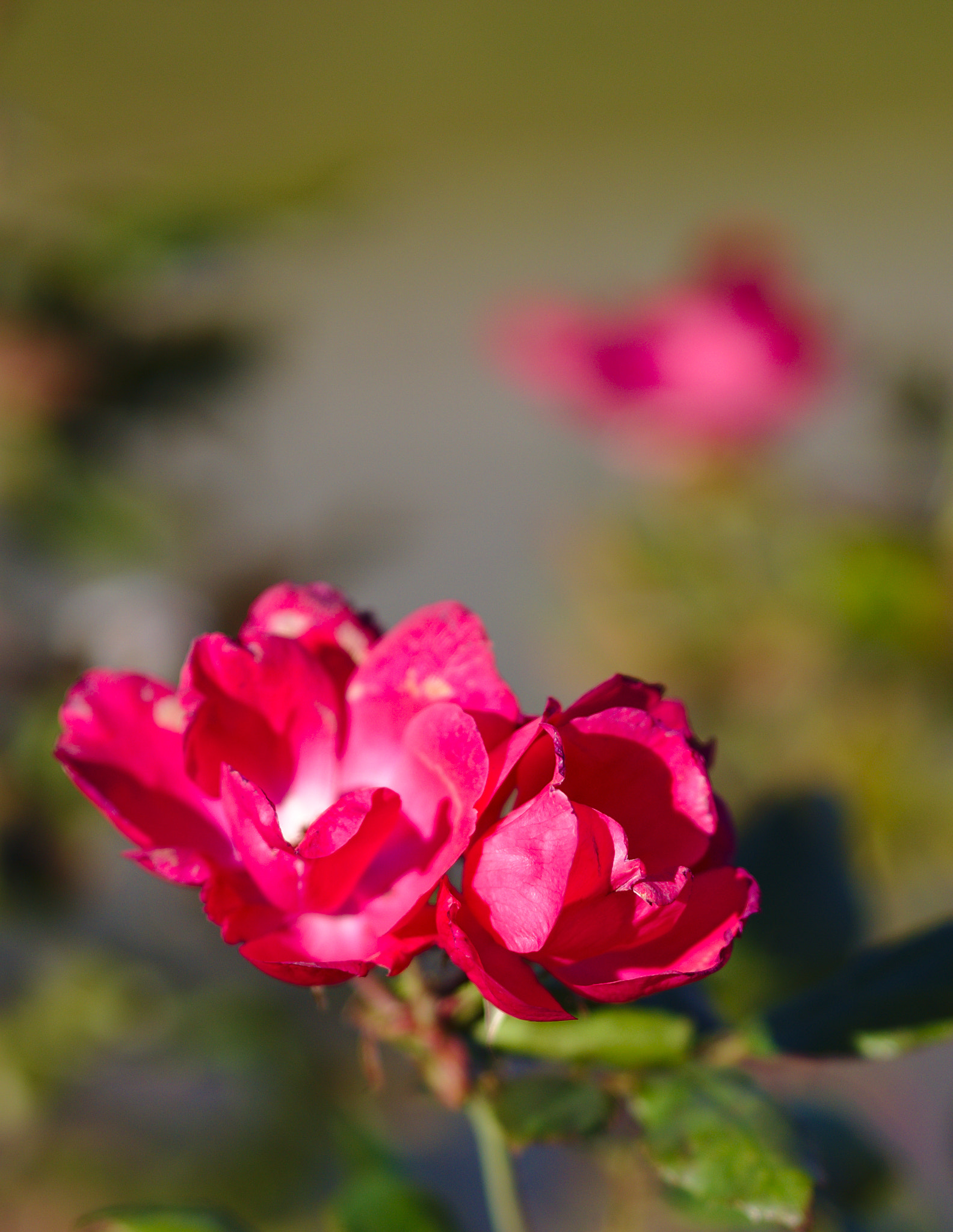 ZEISS Otus 85mm F1.4 sample photo. Freezing flowers... photography