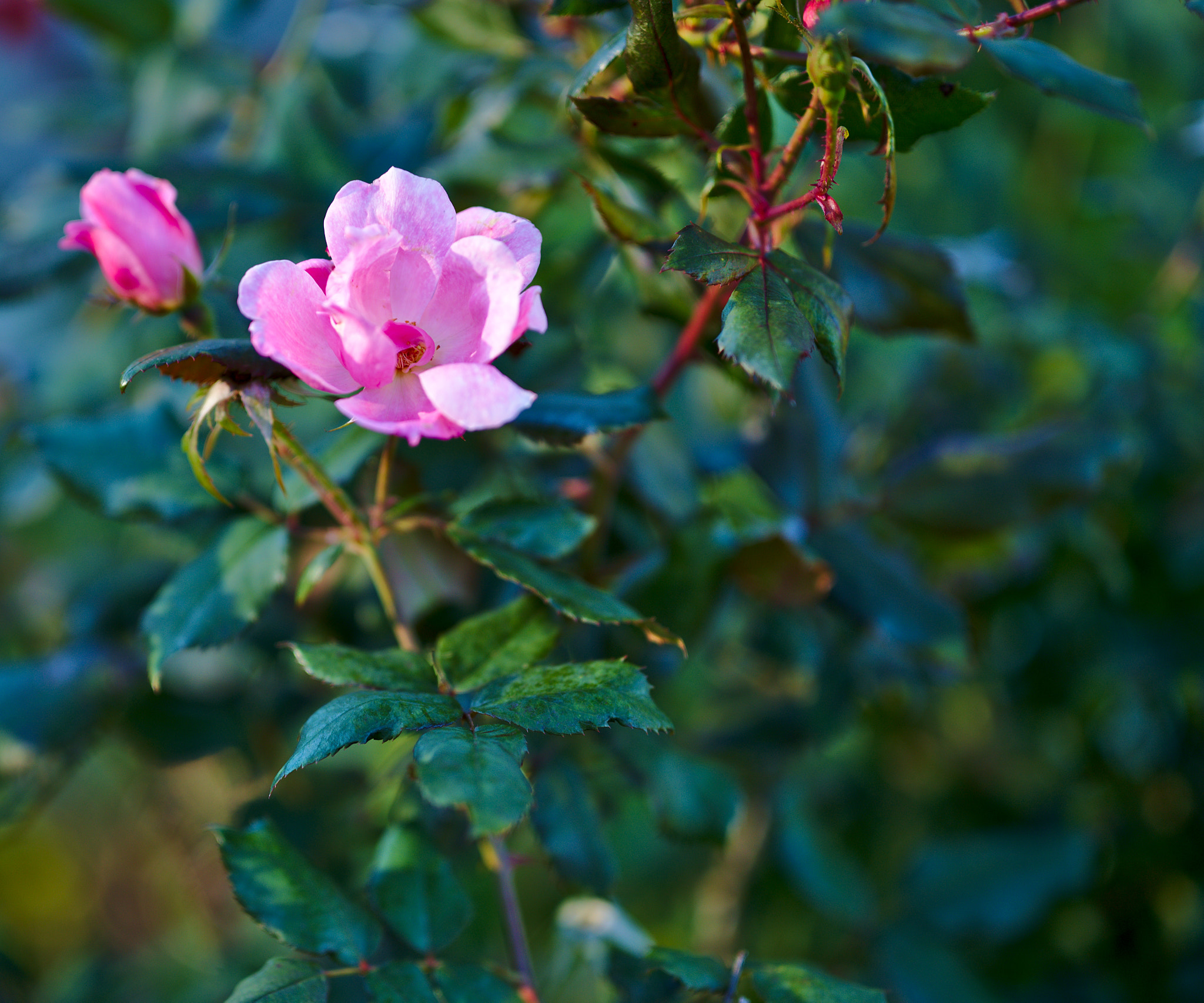 ZEISS Otus 85mm F1.4 sample photo. Winter flowers... photography