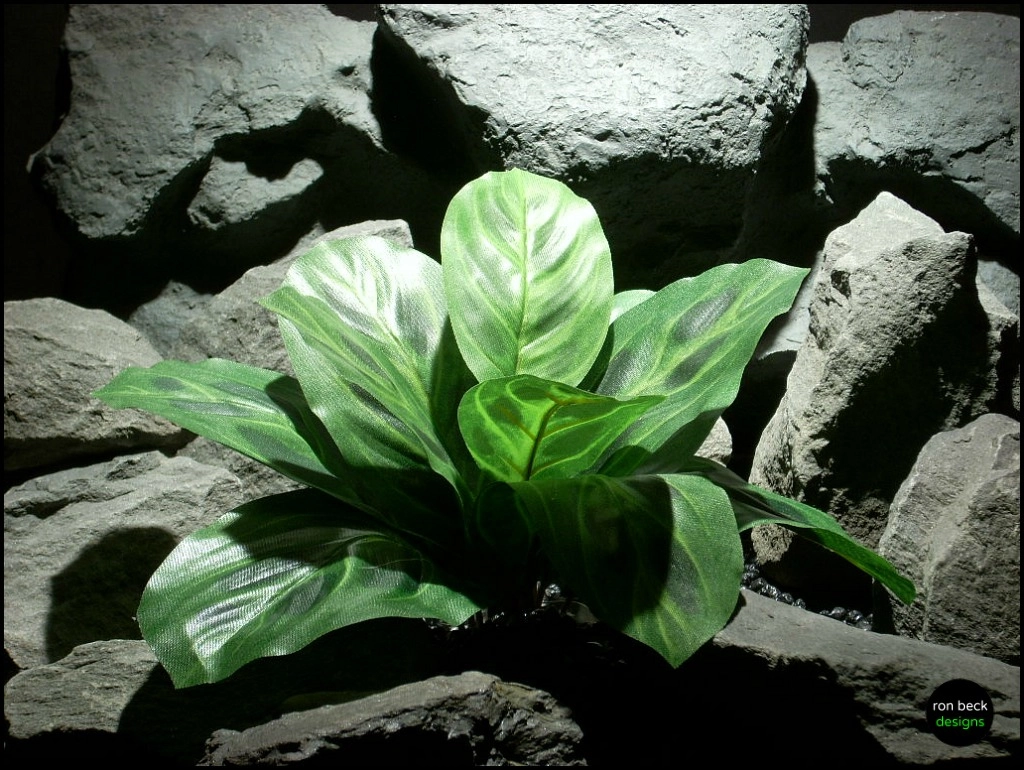 Nikon COOLPIX L11 sample photo. Silk reptile or snake habitat plants: prayer plant photography