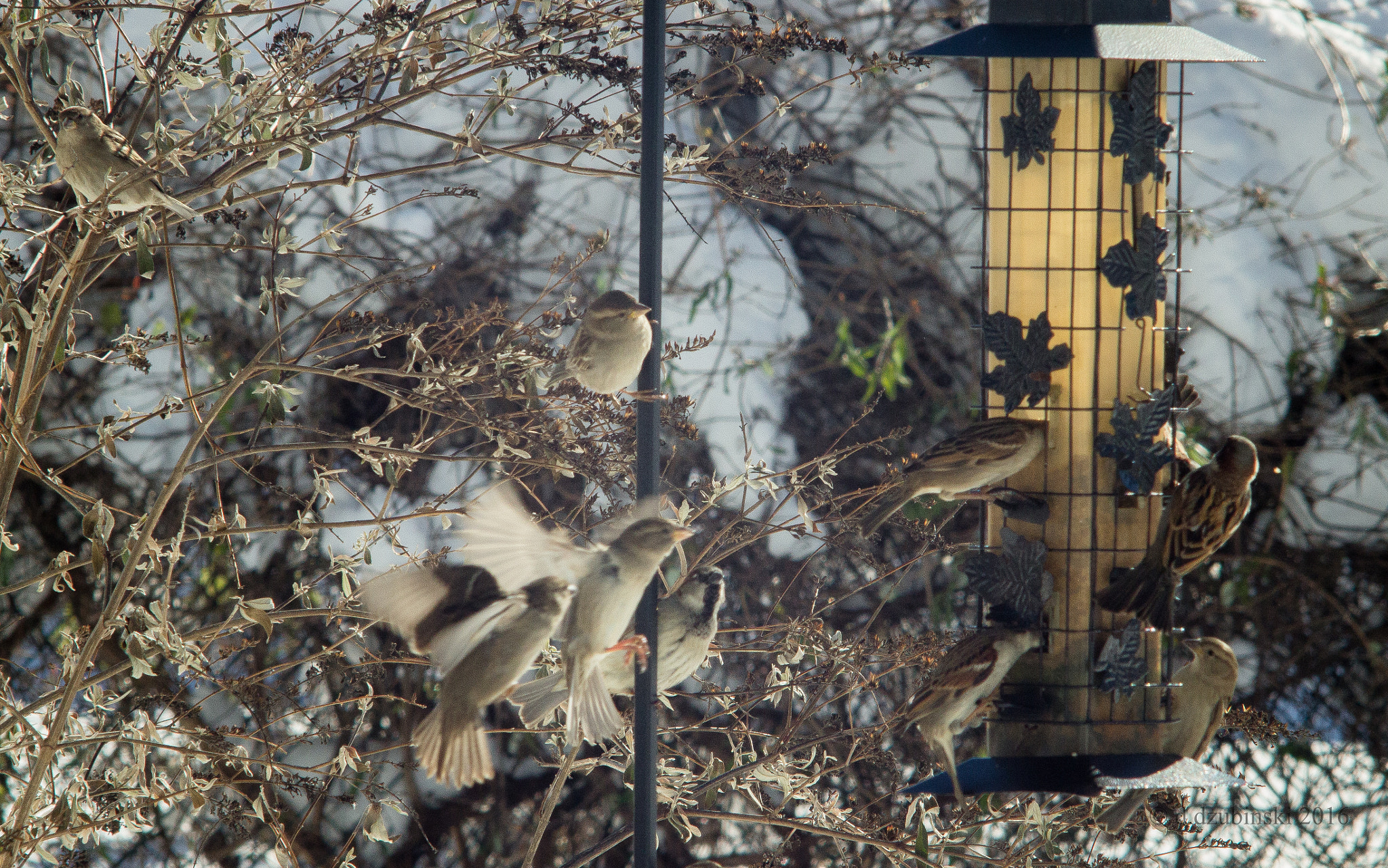 Canon EF 35-80mm f/4-5.6 sample photo. Jan snow weekend () photography