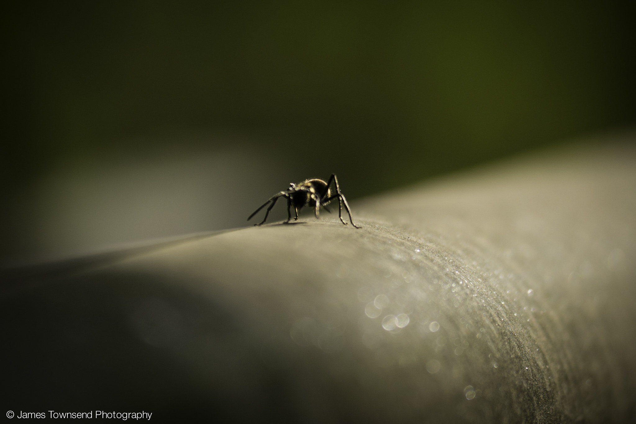 Panasonic Lumix DMC-GX7 sample photo. Ant marching photography