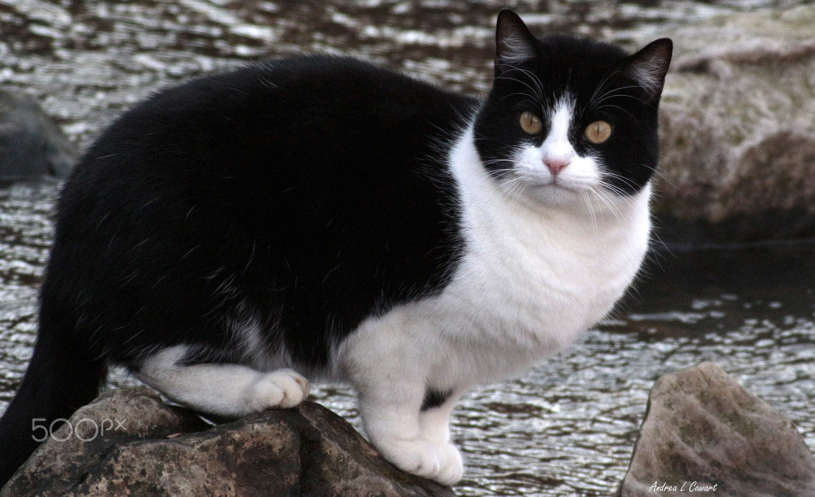 Canon EF 400mm F5.6L USM sample photo. Miss kitty photography