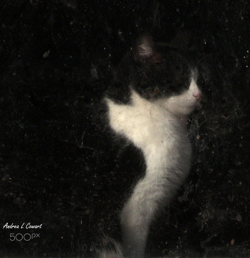 Canon EF 400mm F5.6L USM sample photo. Kitty in the dirty barn window photography