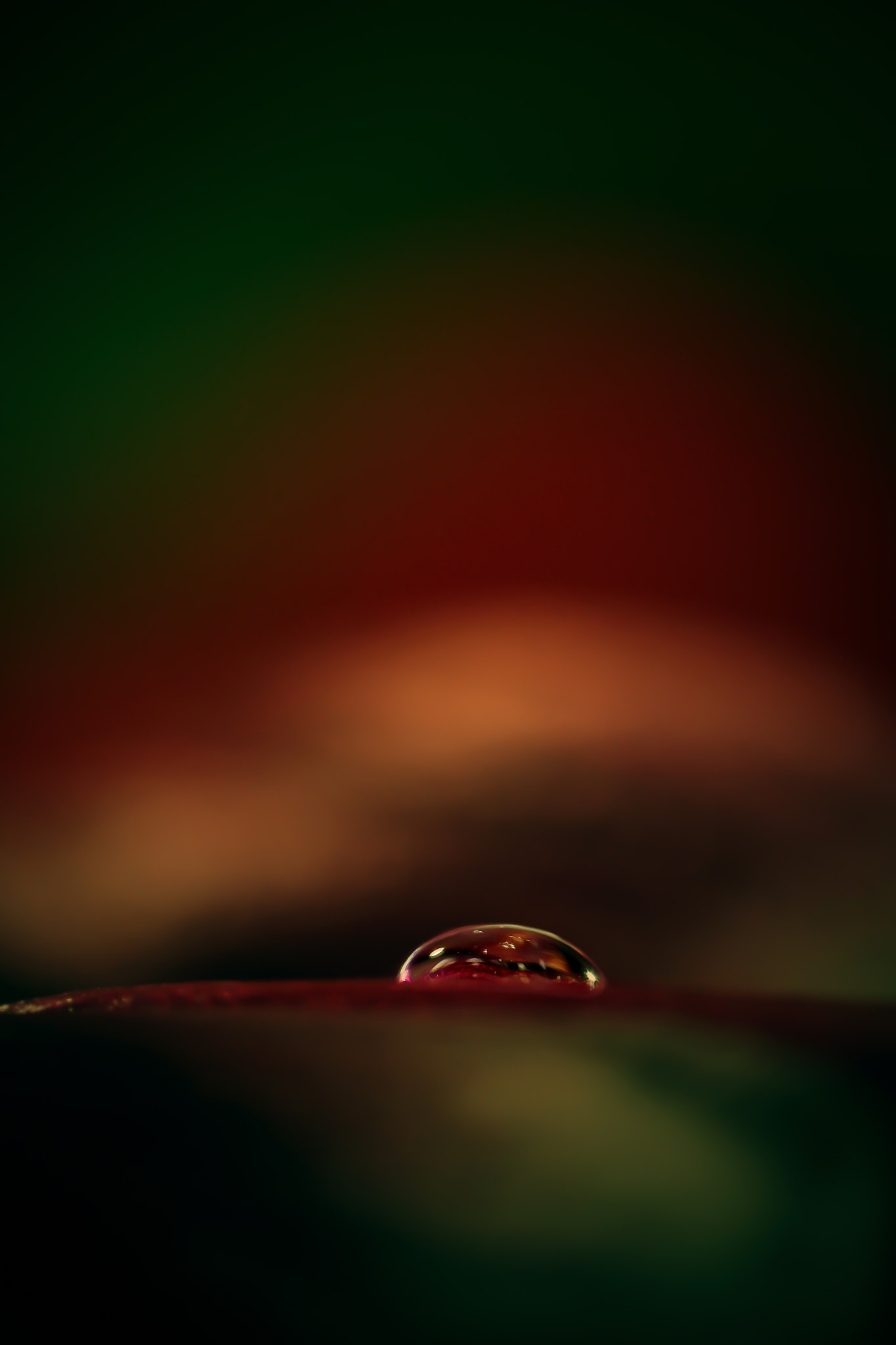 Canon EOS 60D + Canon EF 100mm F2.8 Macro USM sample photo. Drop and color photography