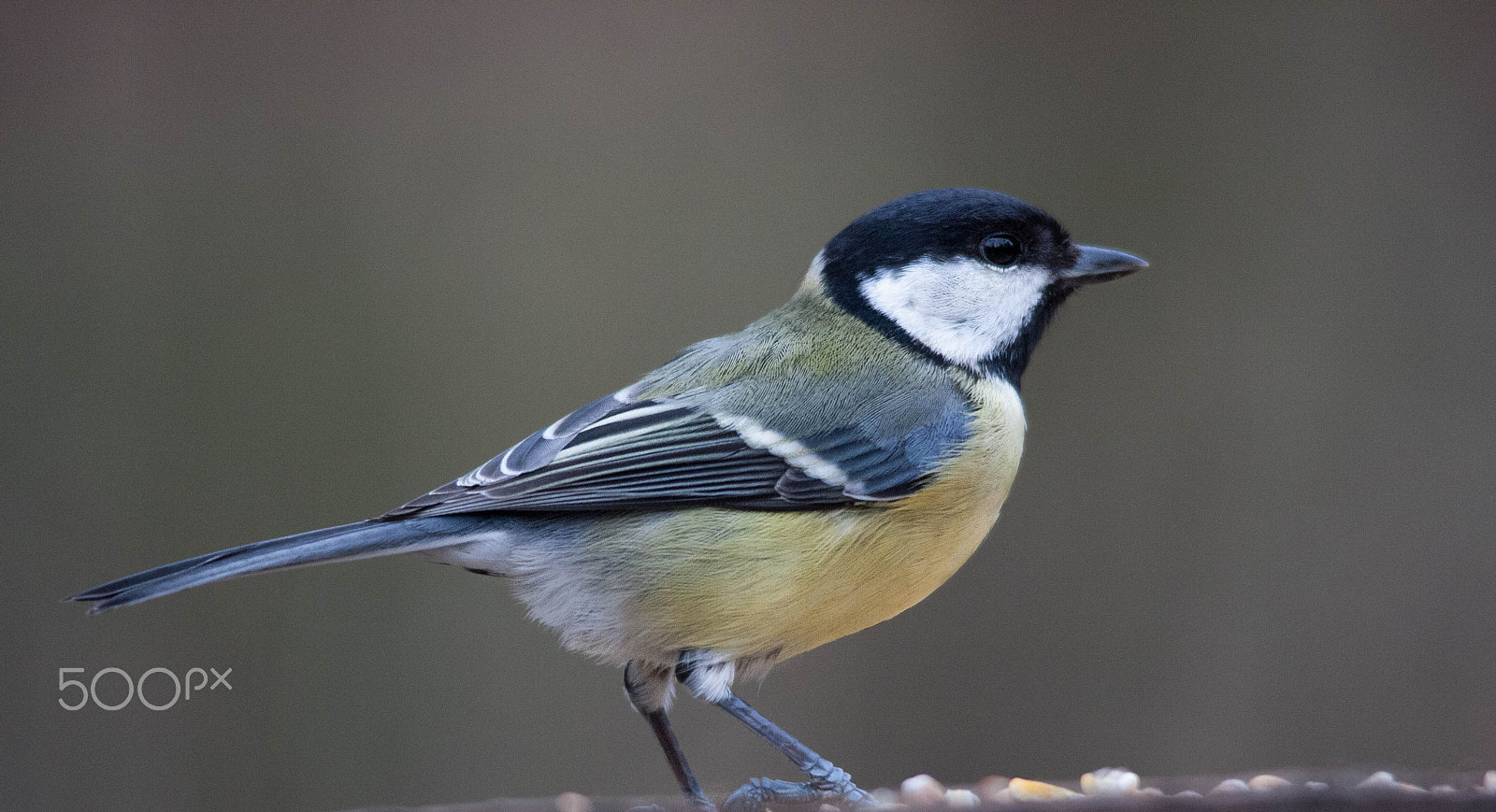 Canon EOS 40D + Sigma 150-500mm F5-6.3 DG OS HSM sample photo. Great tit photography