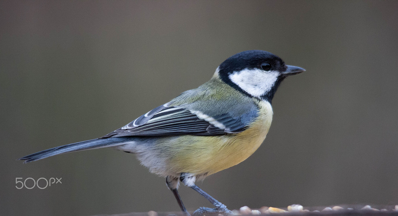 Sigma 150-500mm F5-6.3 DG OS HSM sample photo. Great tit photography
