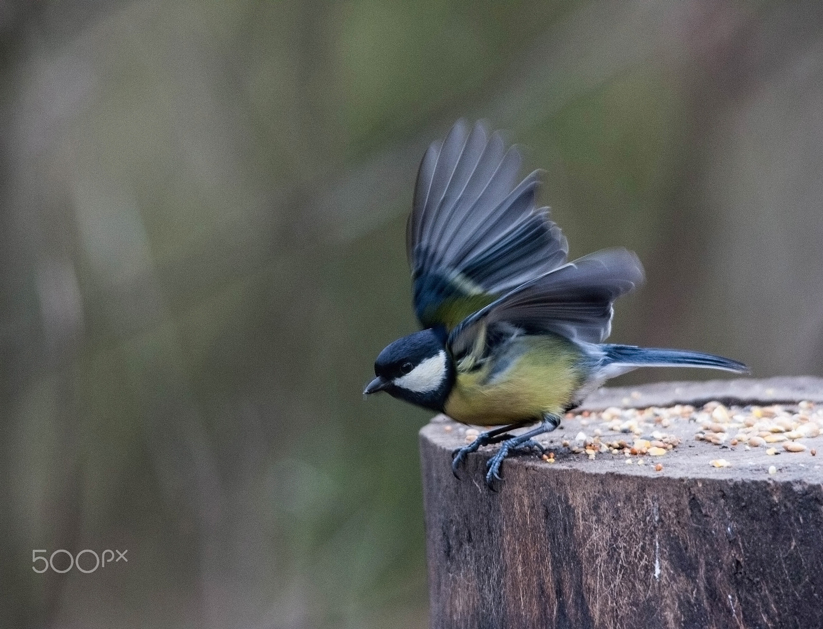 Sigma 150-500mm F5-6.3 DG OS HSM sample photo. Great tit about to fly photography