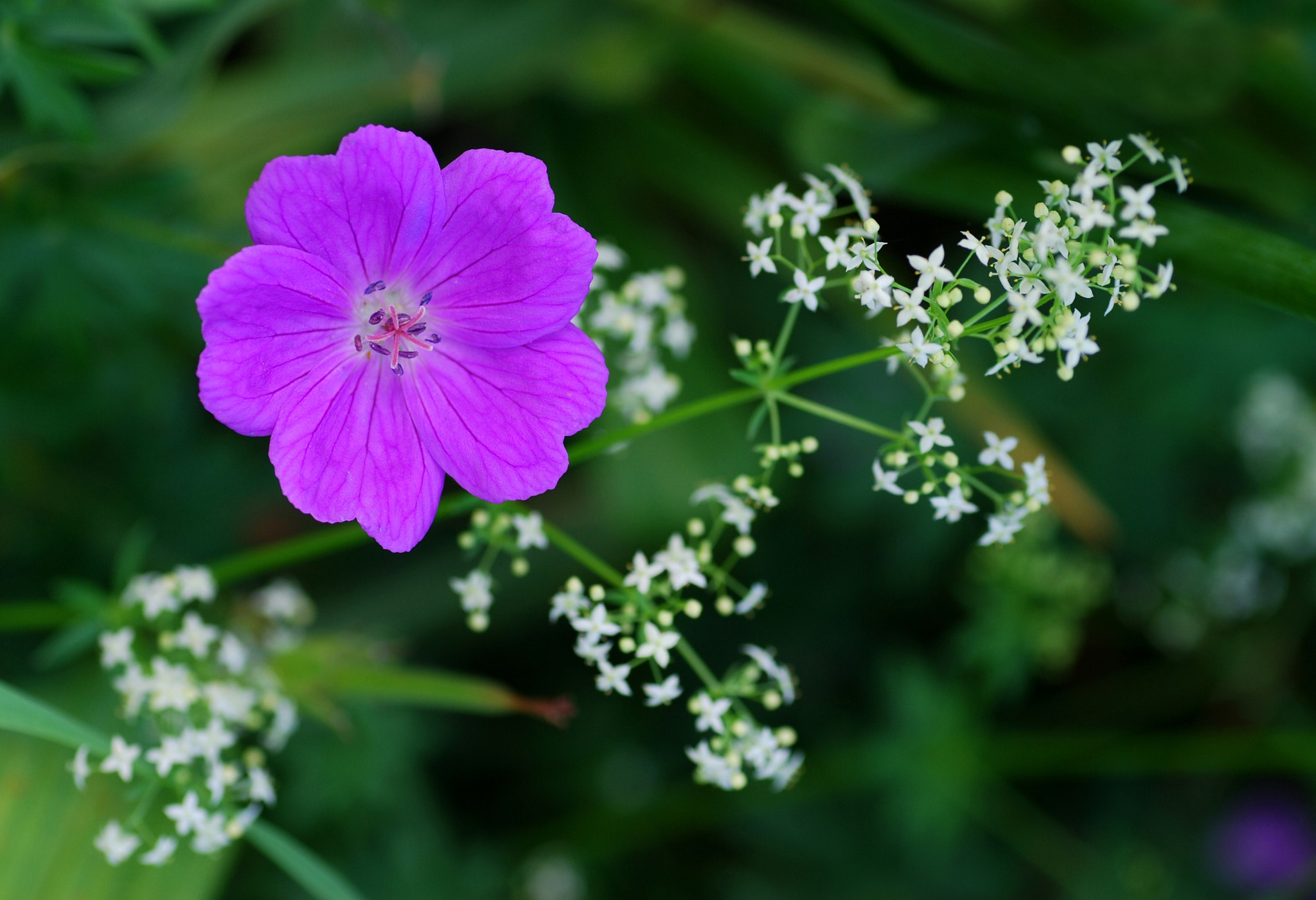 Nikon D40X sample photo. Purple and lace photography