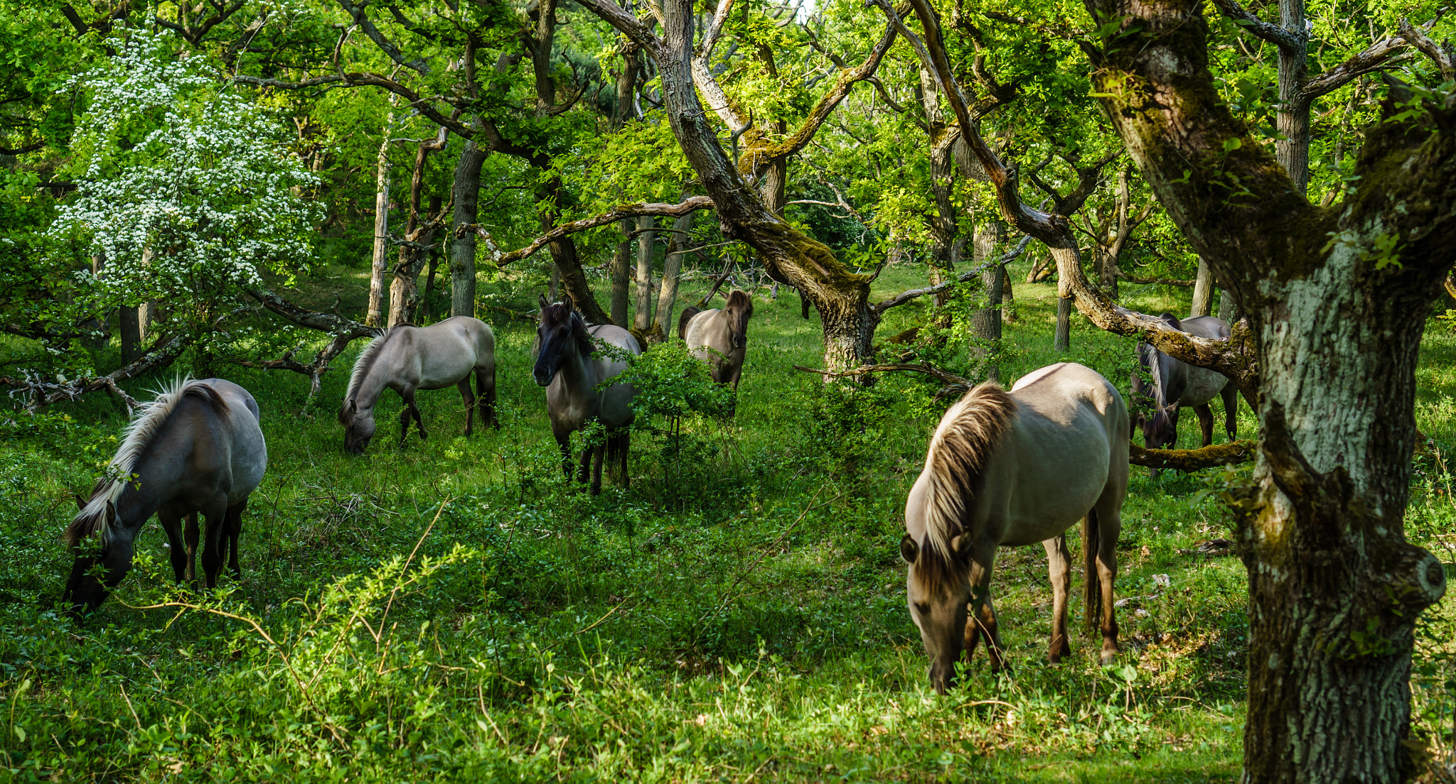 Sony E 35mm F1.8 OSS sample photo. Horses in meijendel photography