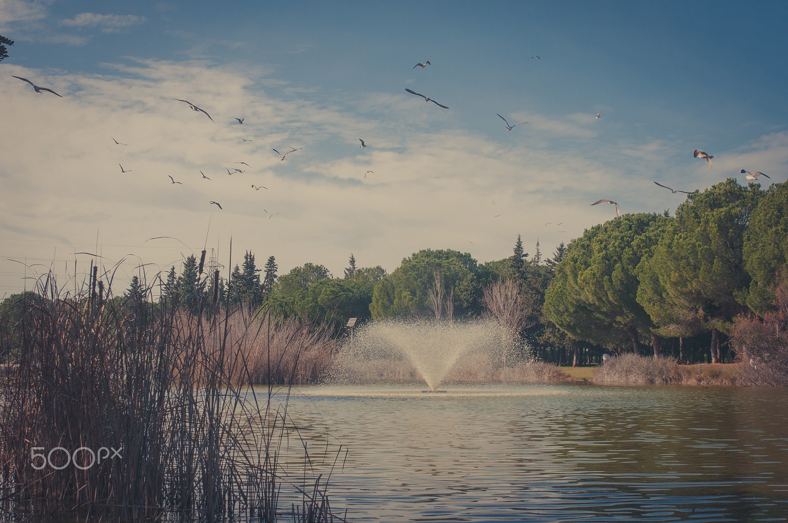 Nikon D300S + Sigma 35mm F1.4 DG HSM Art sample photo. Gaviotas photography