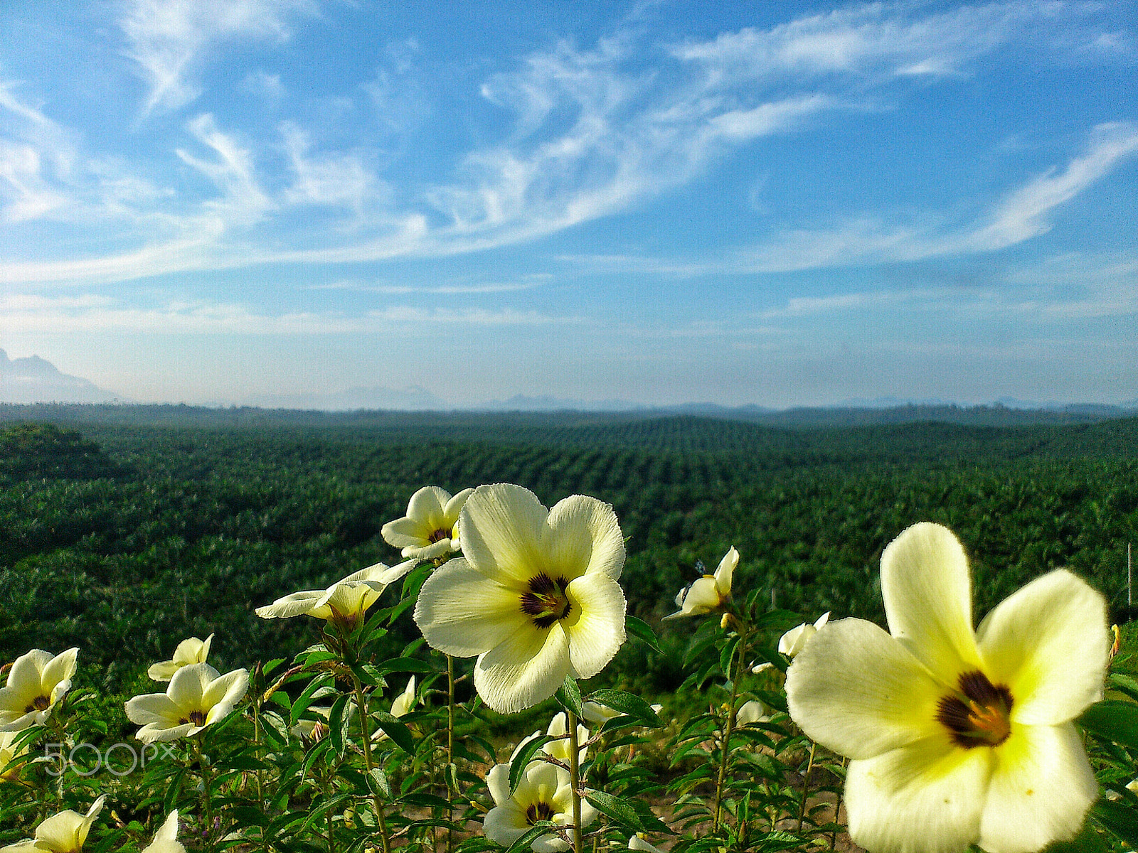 Sony Ericsson Xperia ray sample photo. Flowers in the palm plantation photography