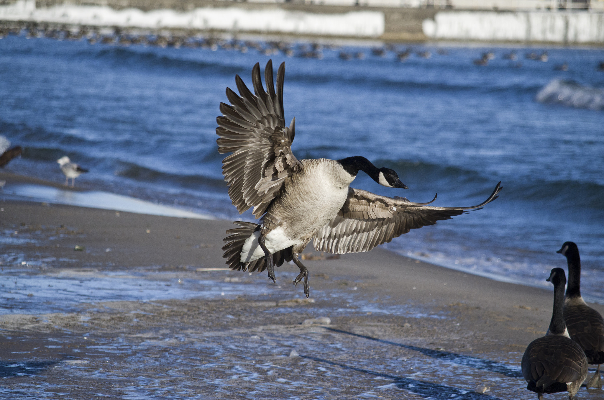 Pentax K-30 + smc Pentax-DA L 50-200mm F4-5.6 ED WR sample photo. The landing photography