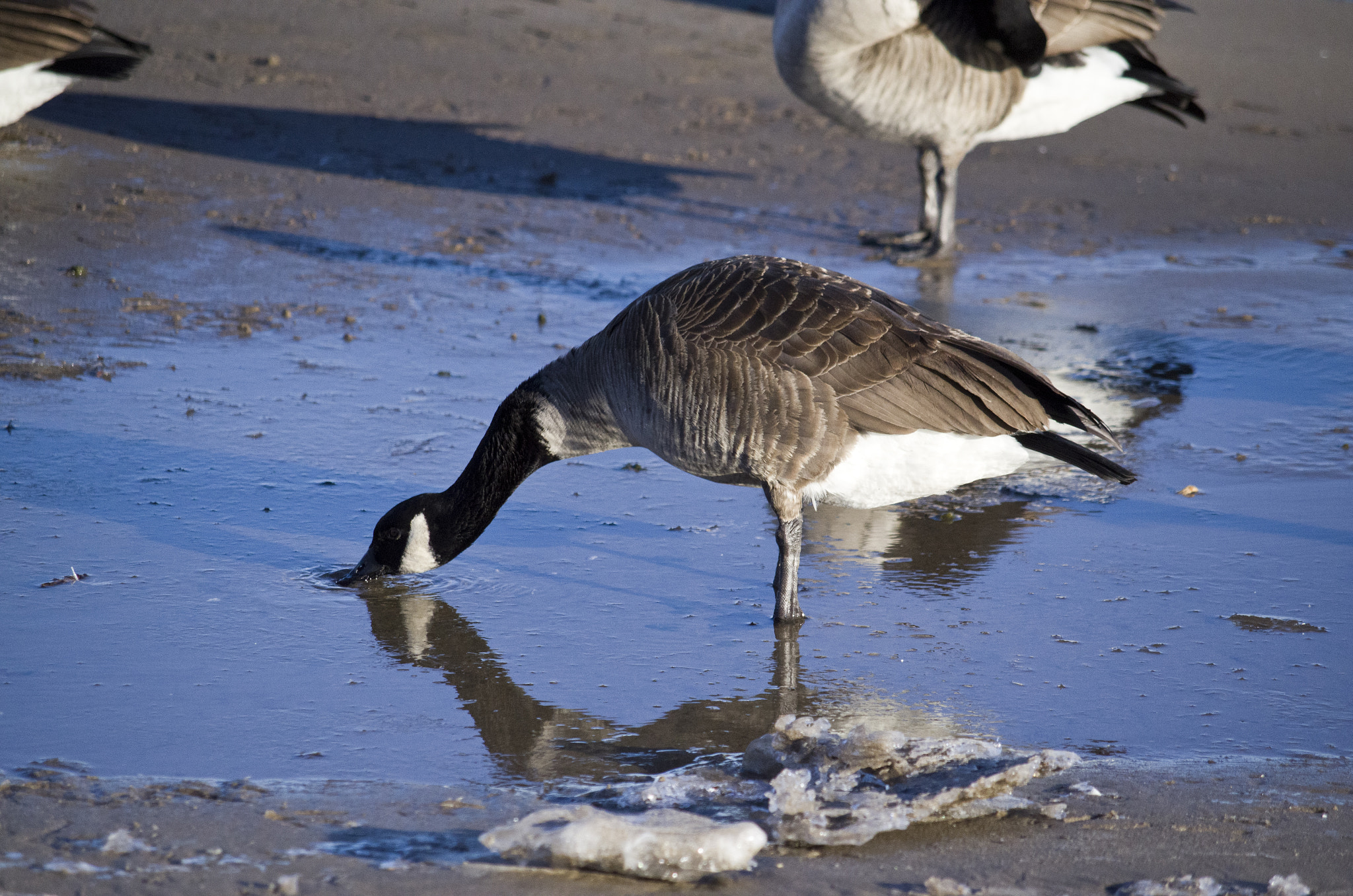 smc Pentax-DA L 50-200mm F4-5.6 ED WR sample photo. Refueling photography